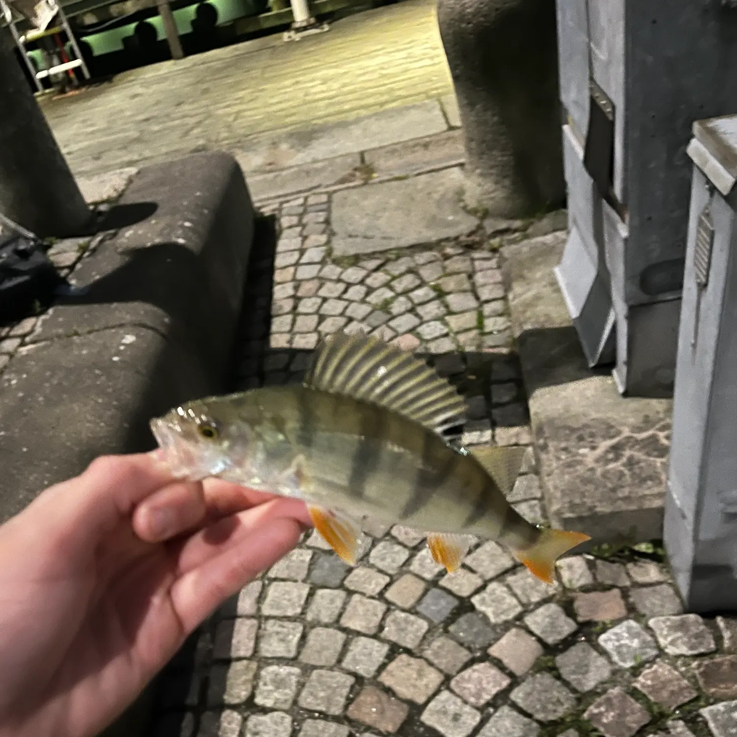 European perch caught on Fishbrain