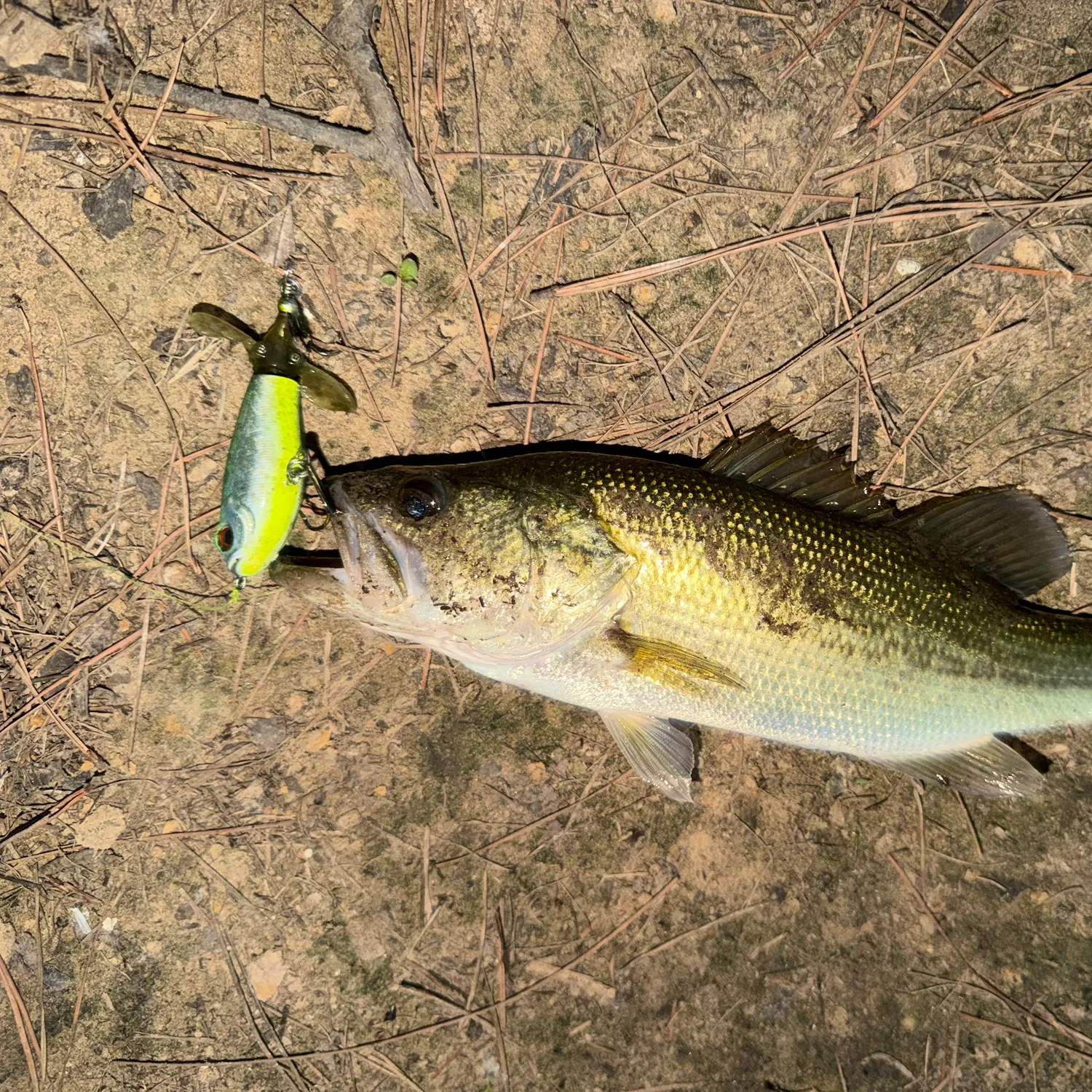 Largemouth bass caught on Fishbrain
