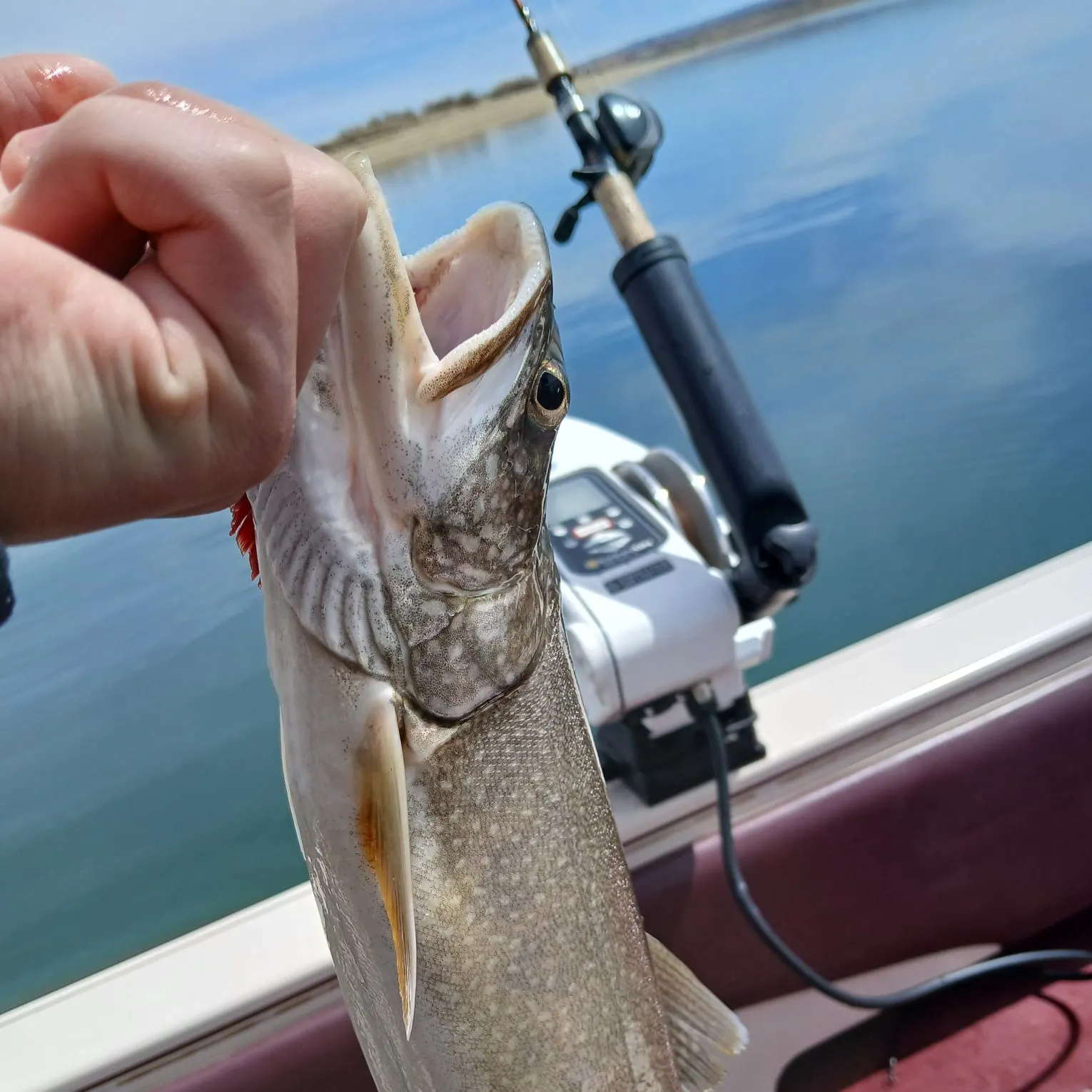 The most recent Lake char catches on Fishbrain