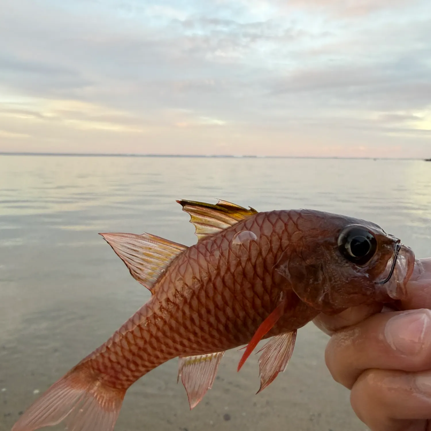 The most recent Iridescent cardinalfish catches on Fishbrain