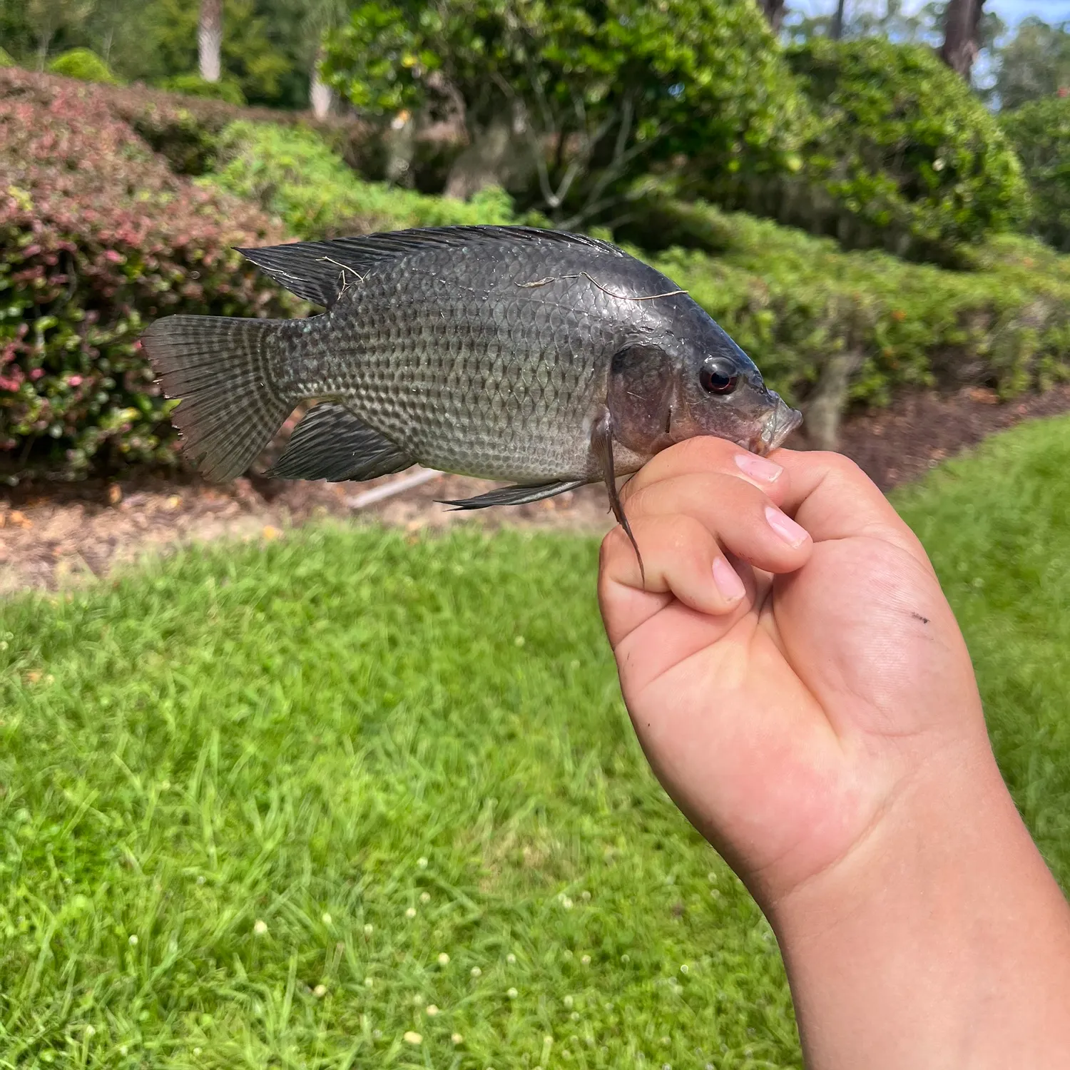 Nile tilapia caught on Fishbrain