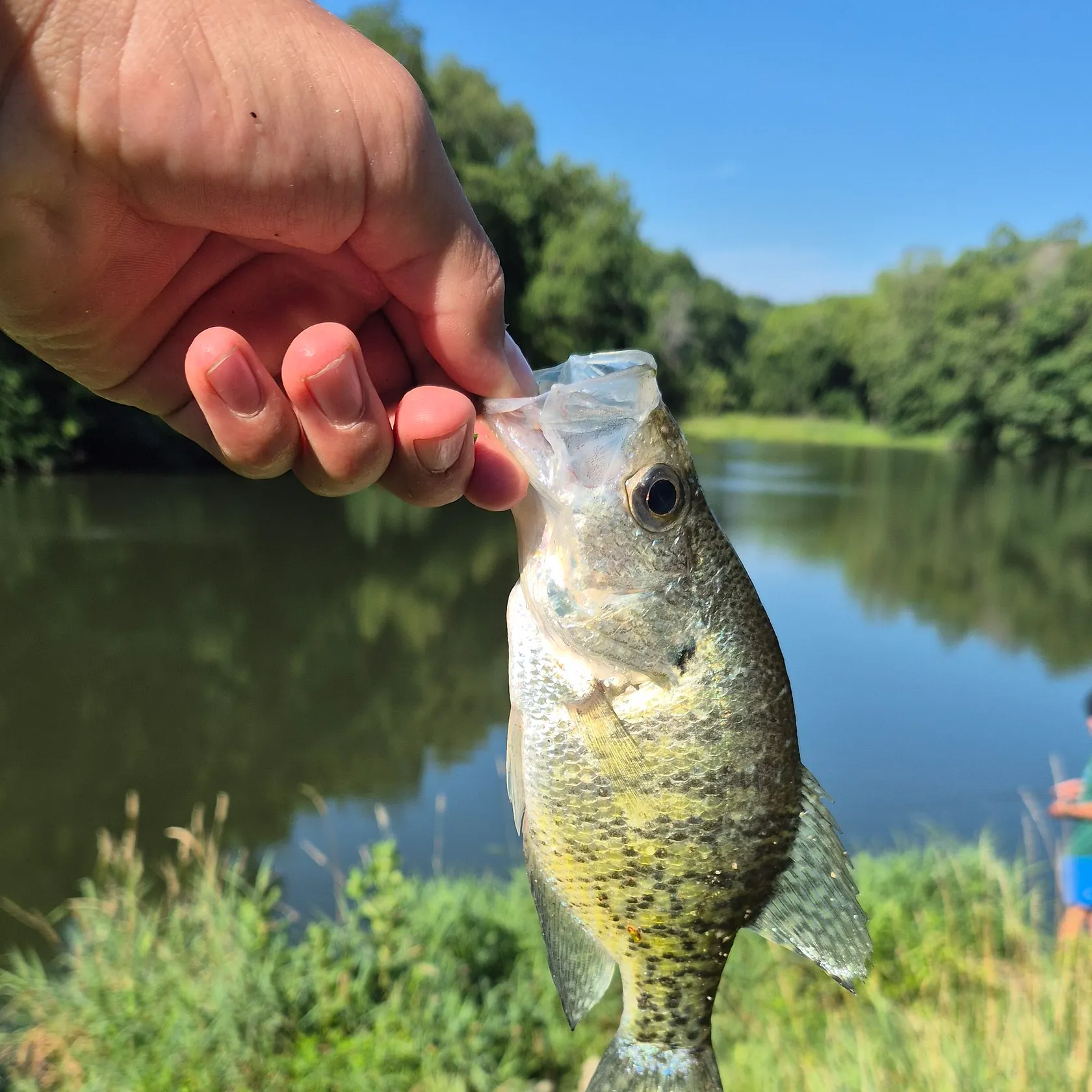 The most recent White crappie catches on Fishbrain