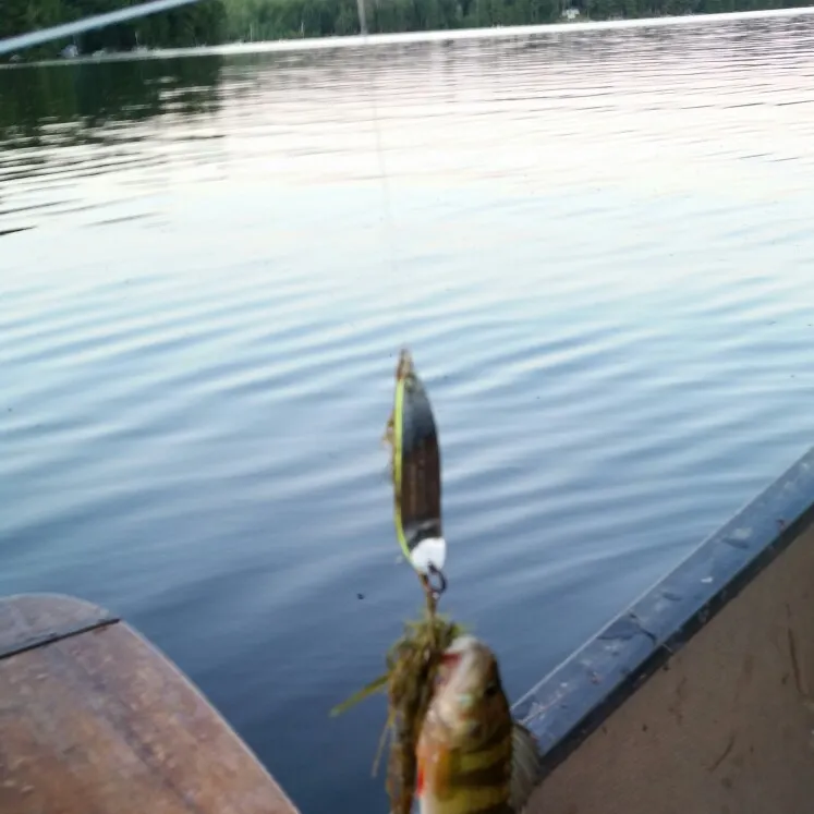 Yellow perch caught on Fishbrain