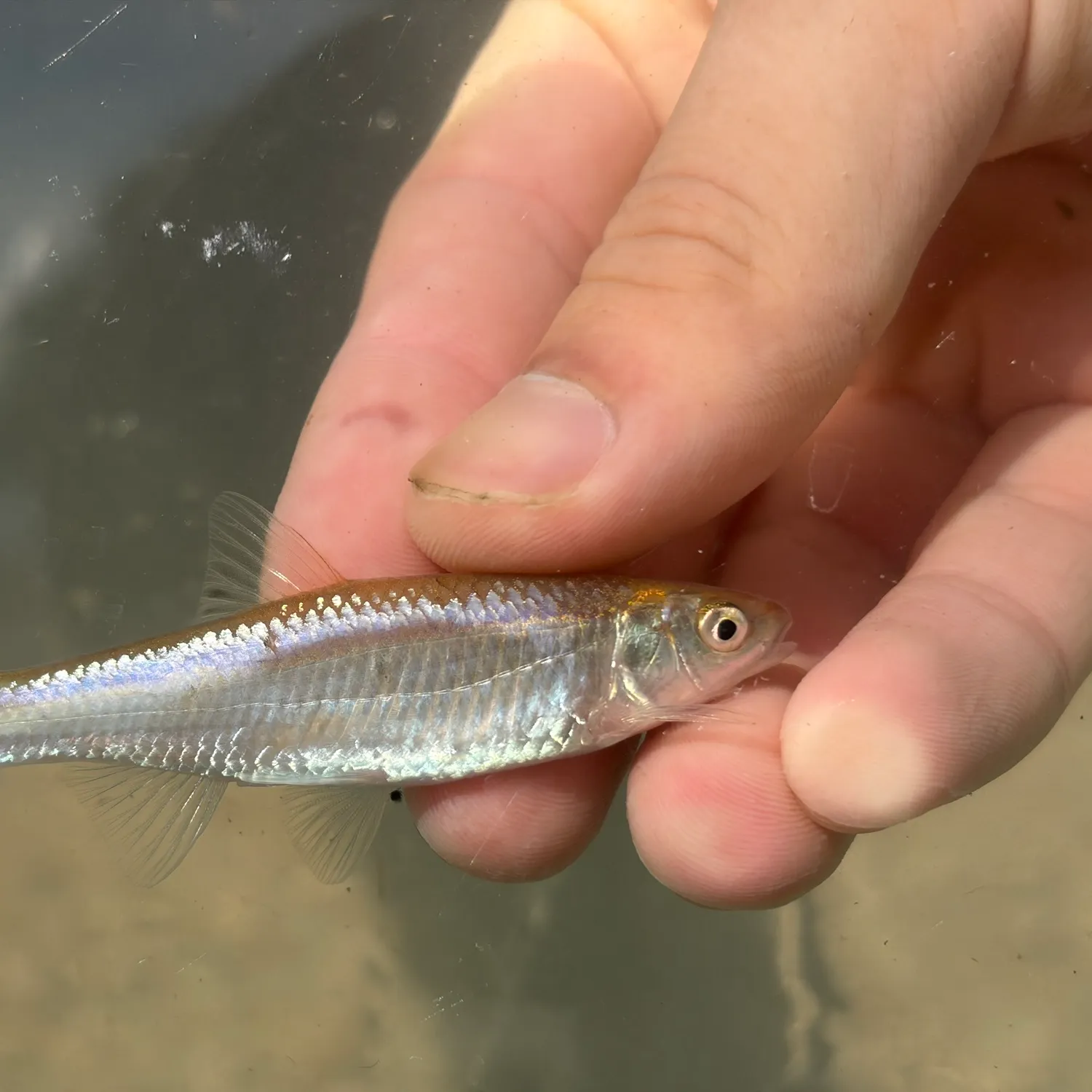 The most recent Steelcolor shiner catches on Fishbrain
