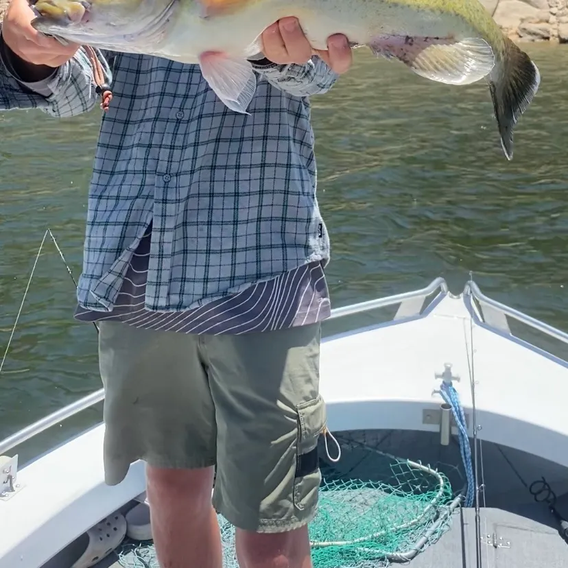 The most recent Murray cod catches on Fishbrain