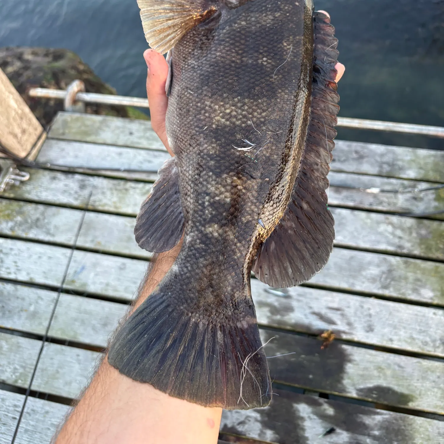 Tautog caught on Fishbrain