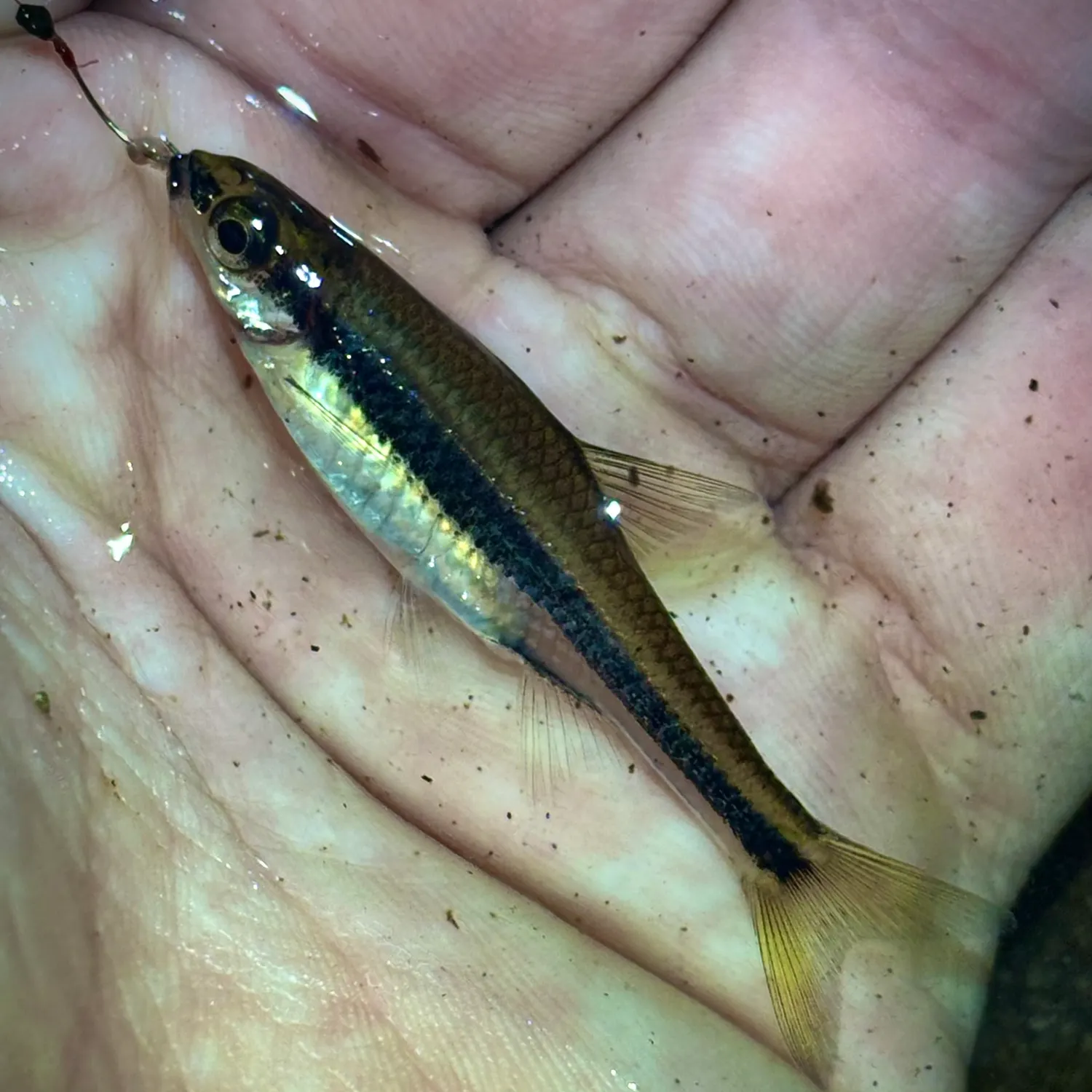 The most recent Ironcolor shiner catches on Fishbrain