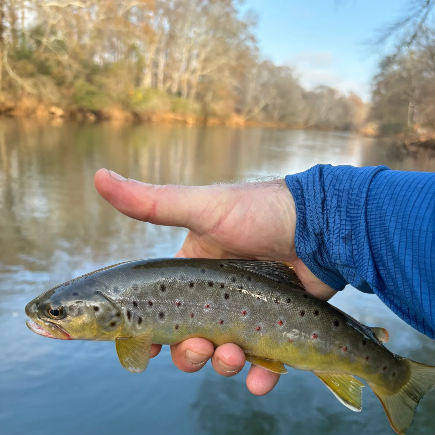 The most recent Brown trout catches on Fishbrain