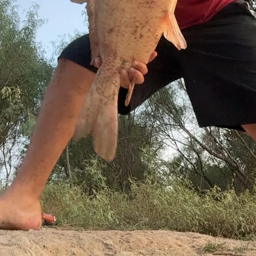 Common carp caught on Fishbrain