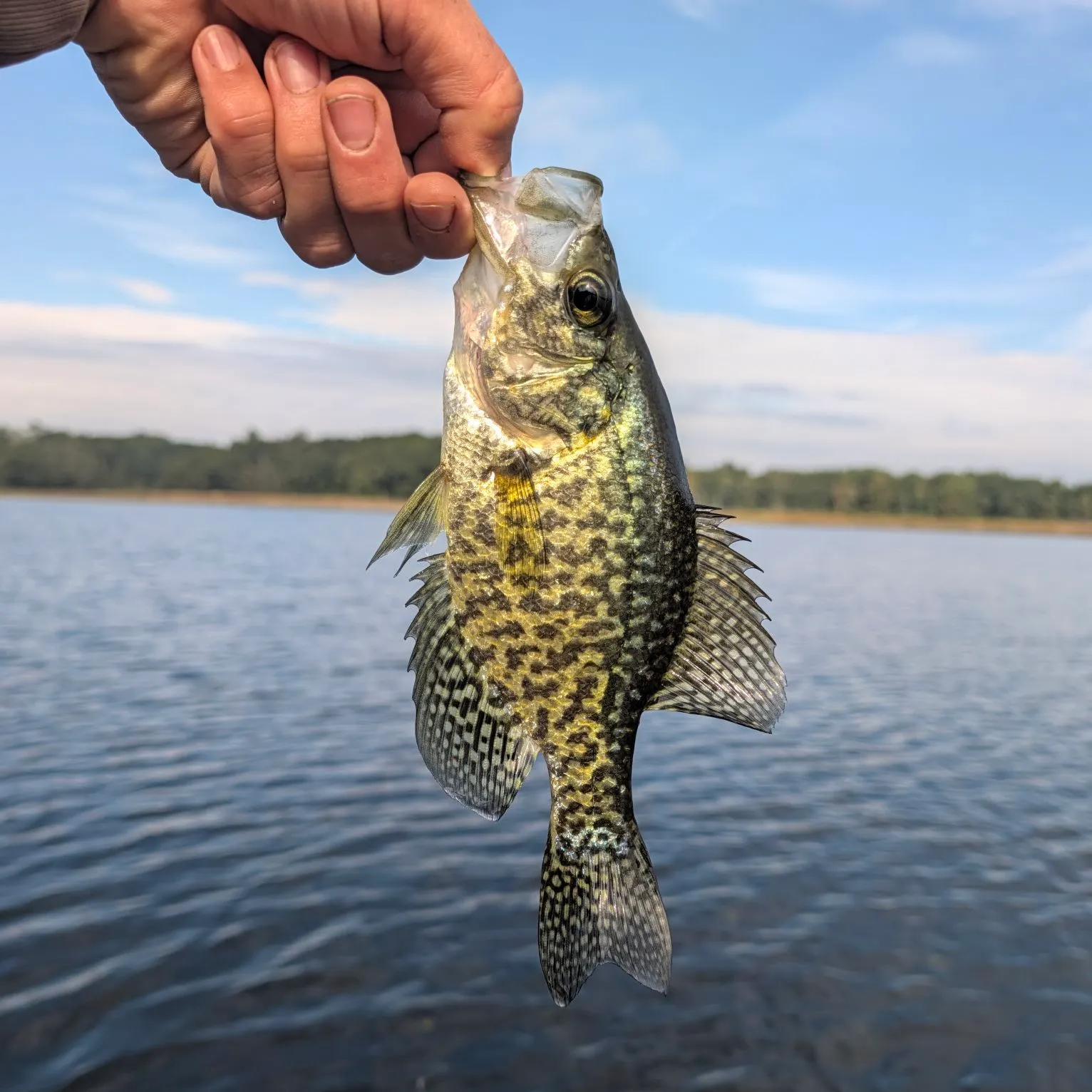 Black crappie caught on Fishbrain