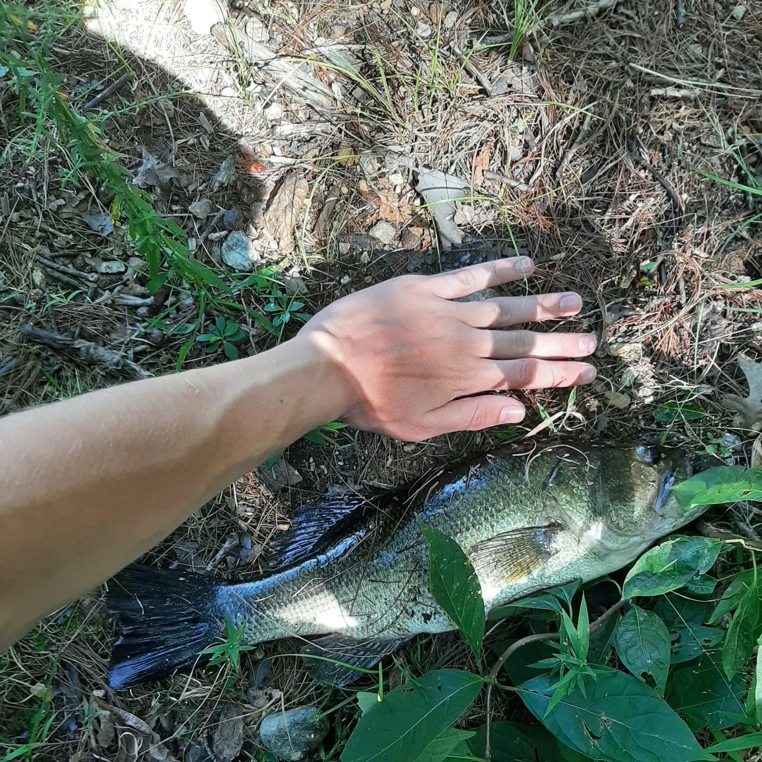 Largemouth bass caught on Fishbrain