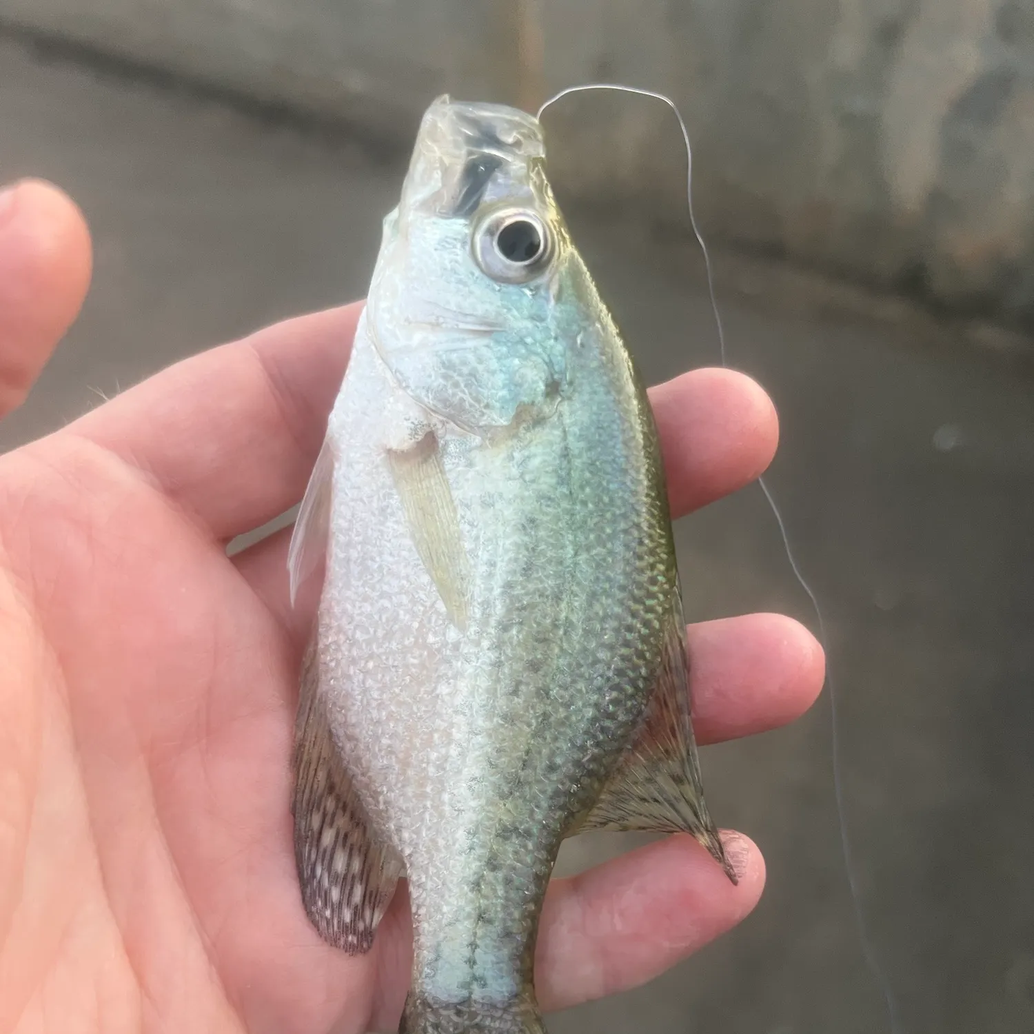 White crappie caught on Fishbrain