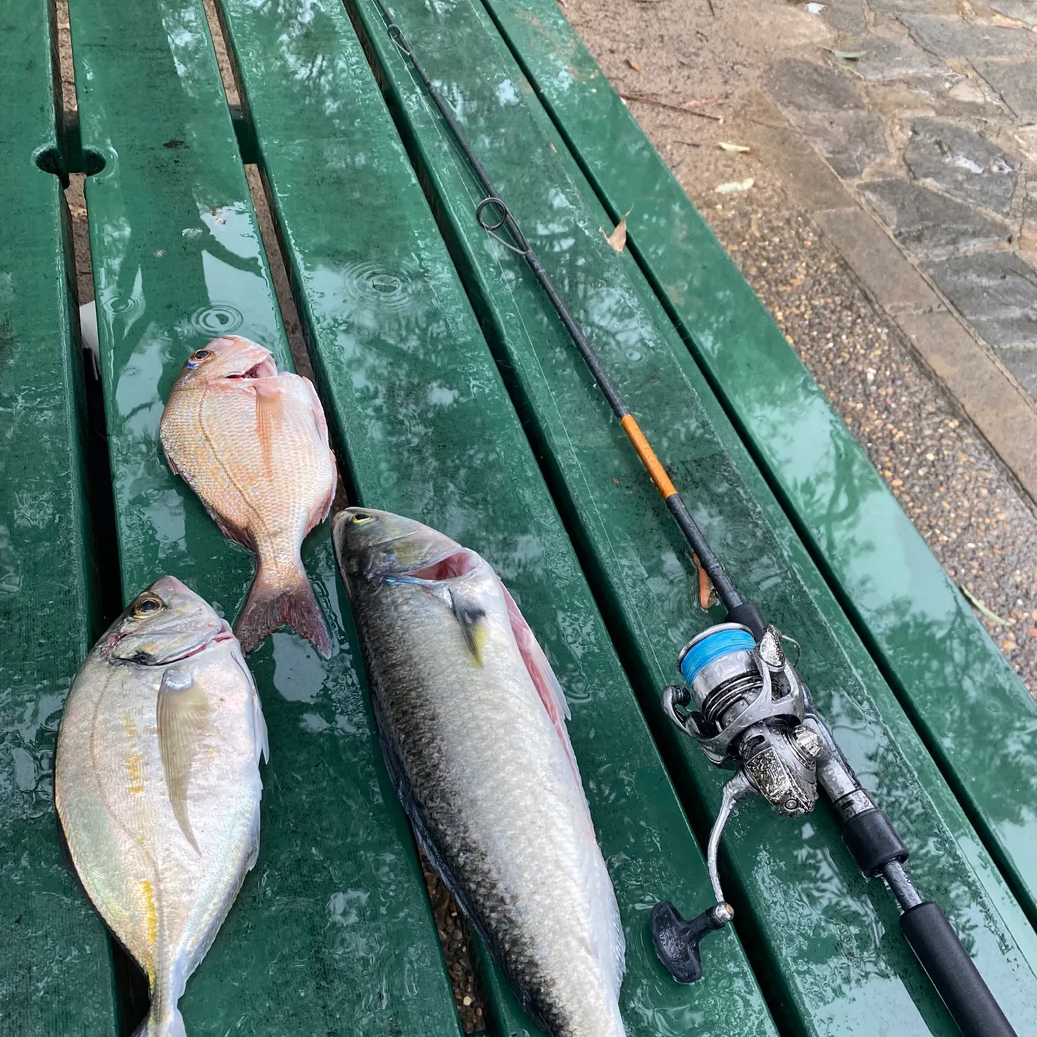 The most recent Eastern Australian salmon catches on Fishbrain