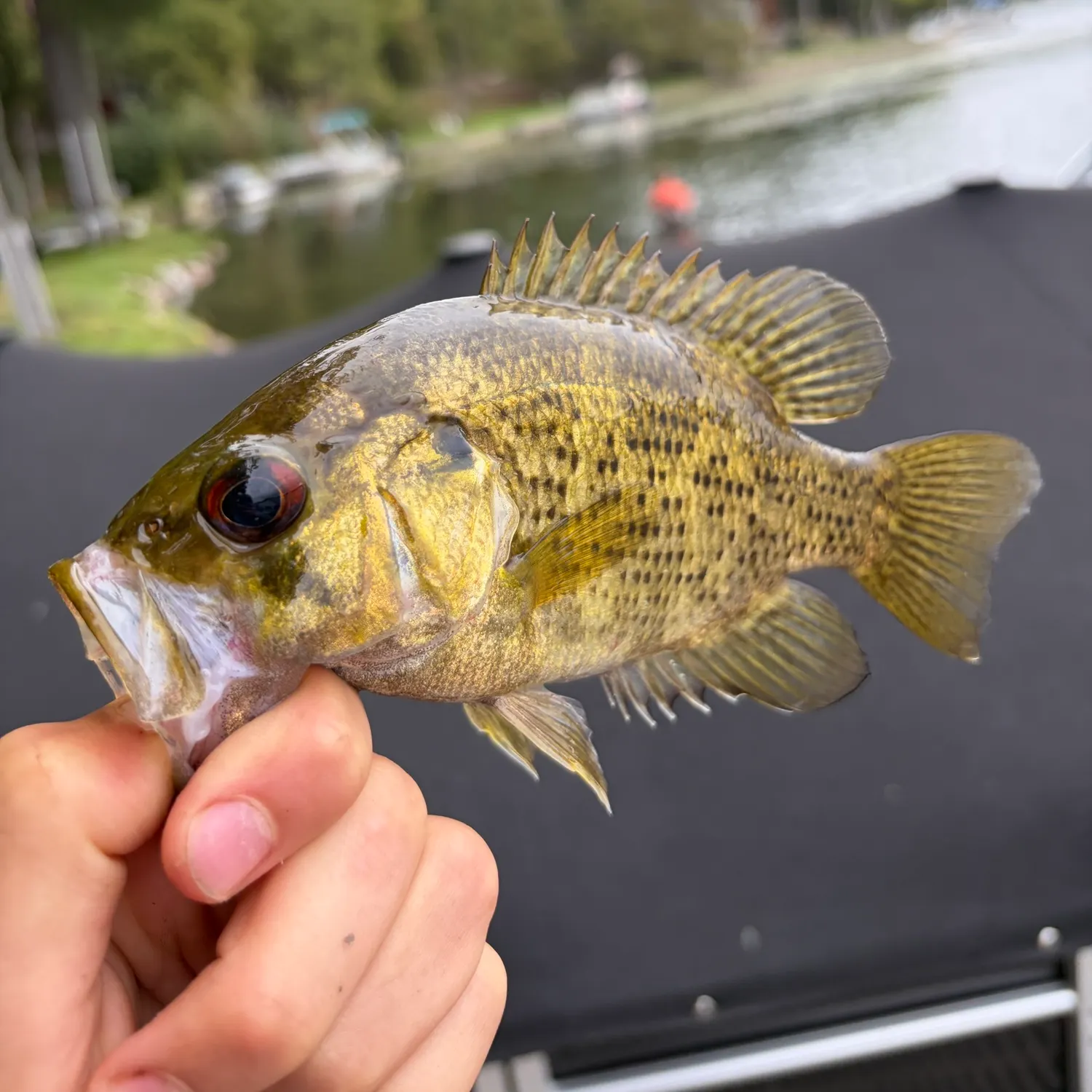 Rock bass caught on Fishbrain