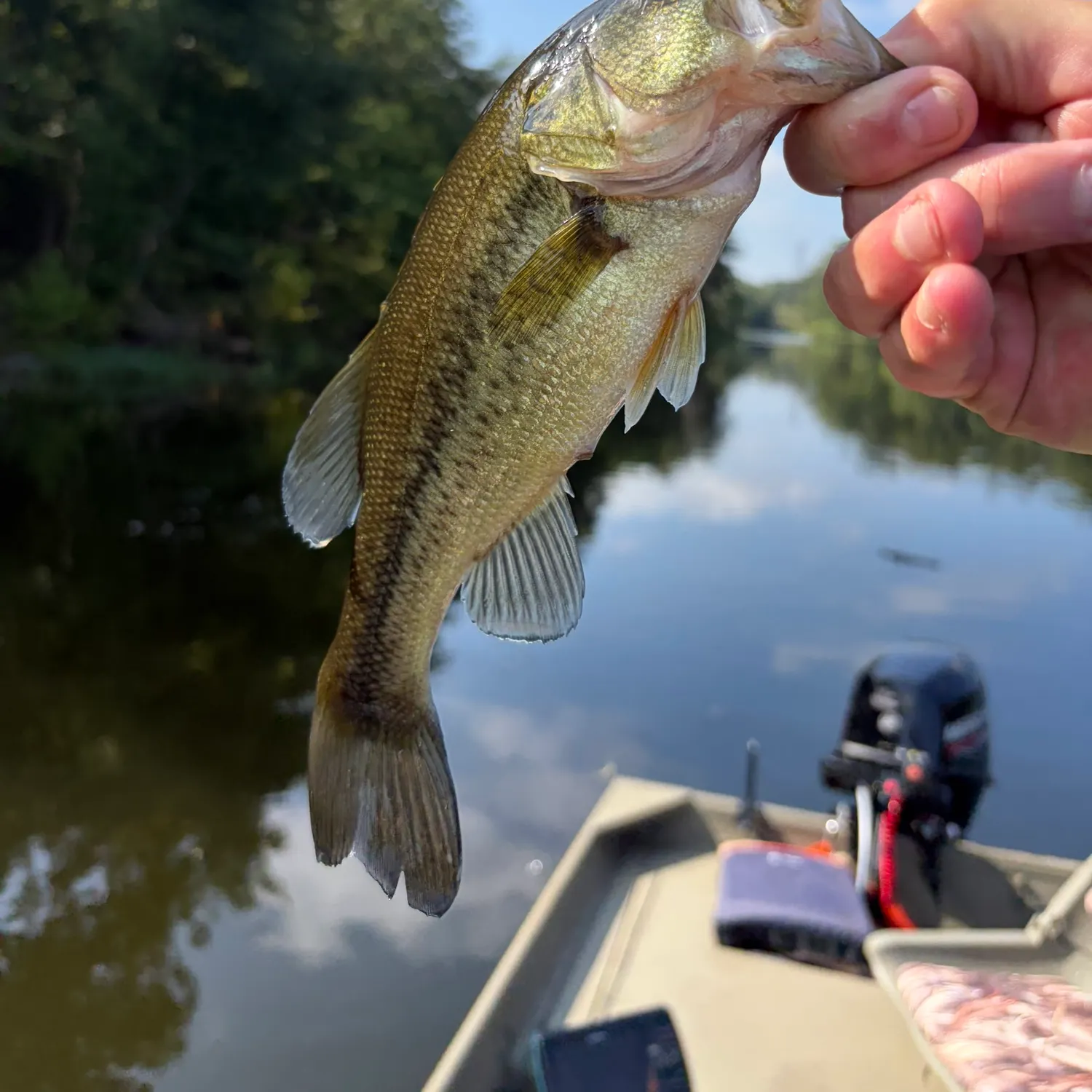 Largemouth bass caught on Fishbrain