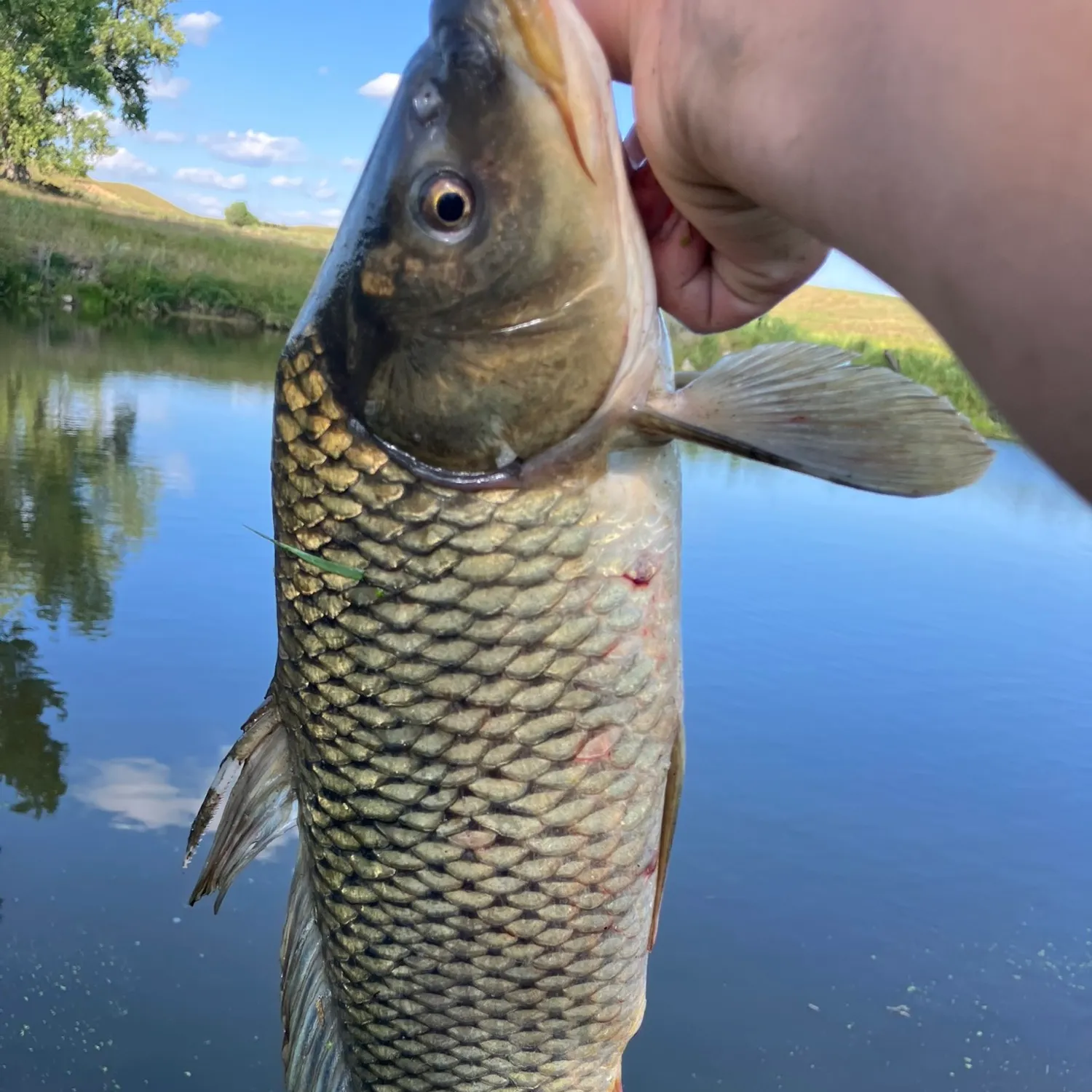 Common carp caught on Fishbrain