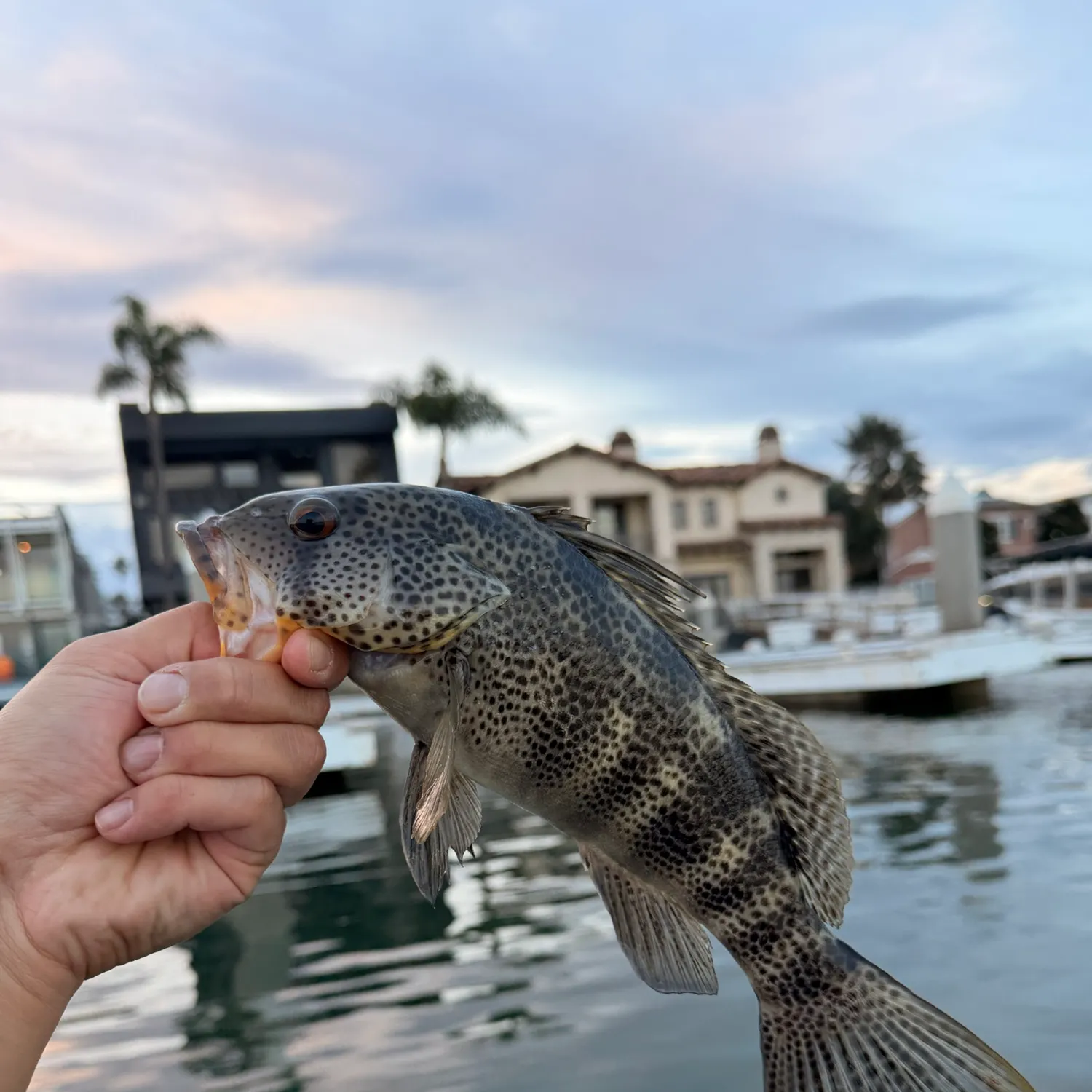 Spotted sand bass caught on Fishbrain