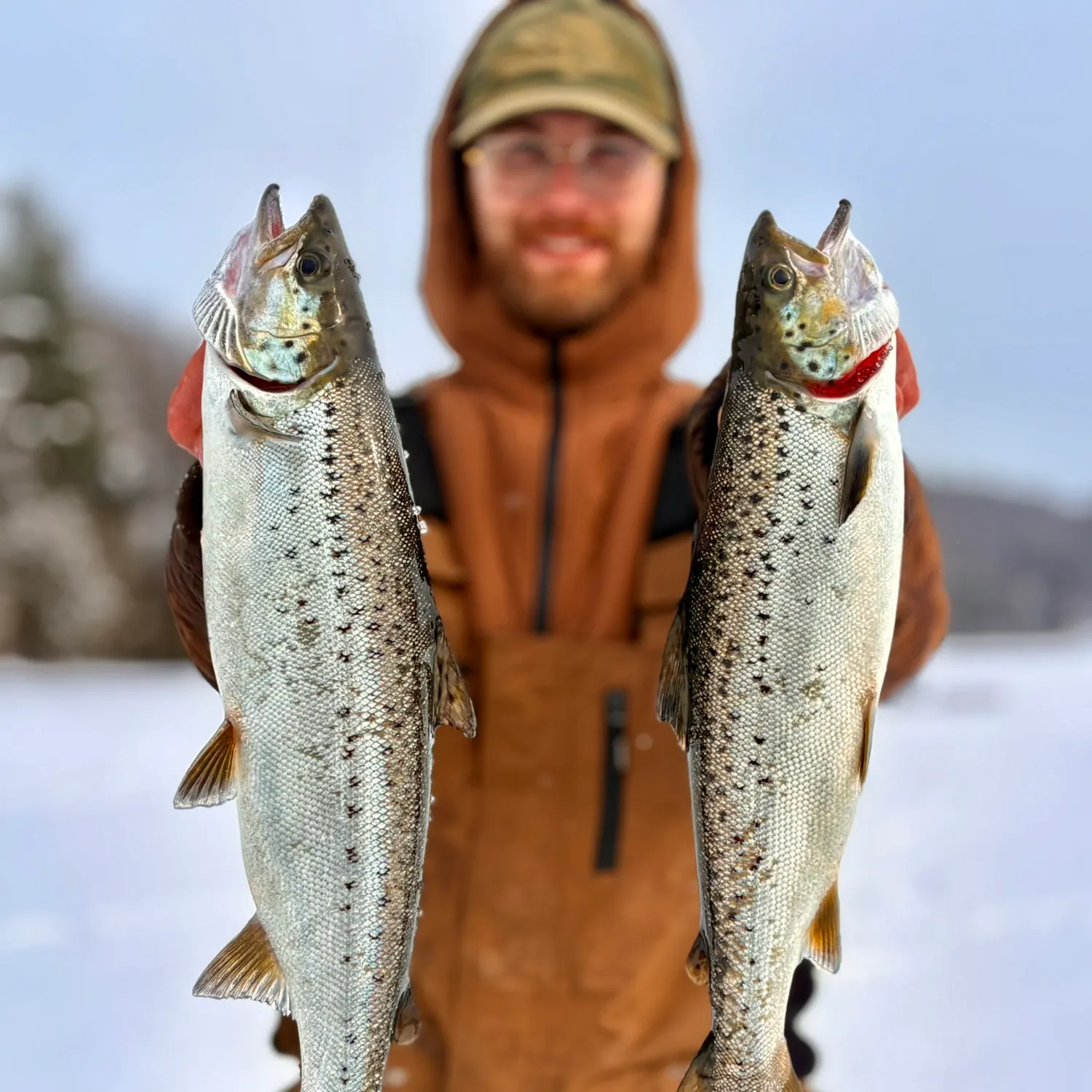 The most recent Landlocked atlantic salmon catches on Fishbrain