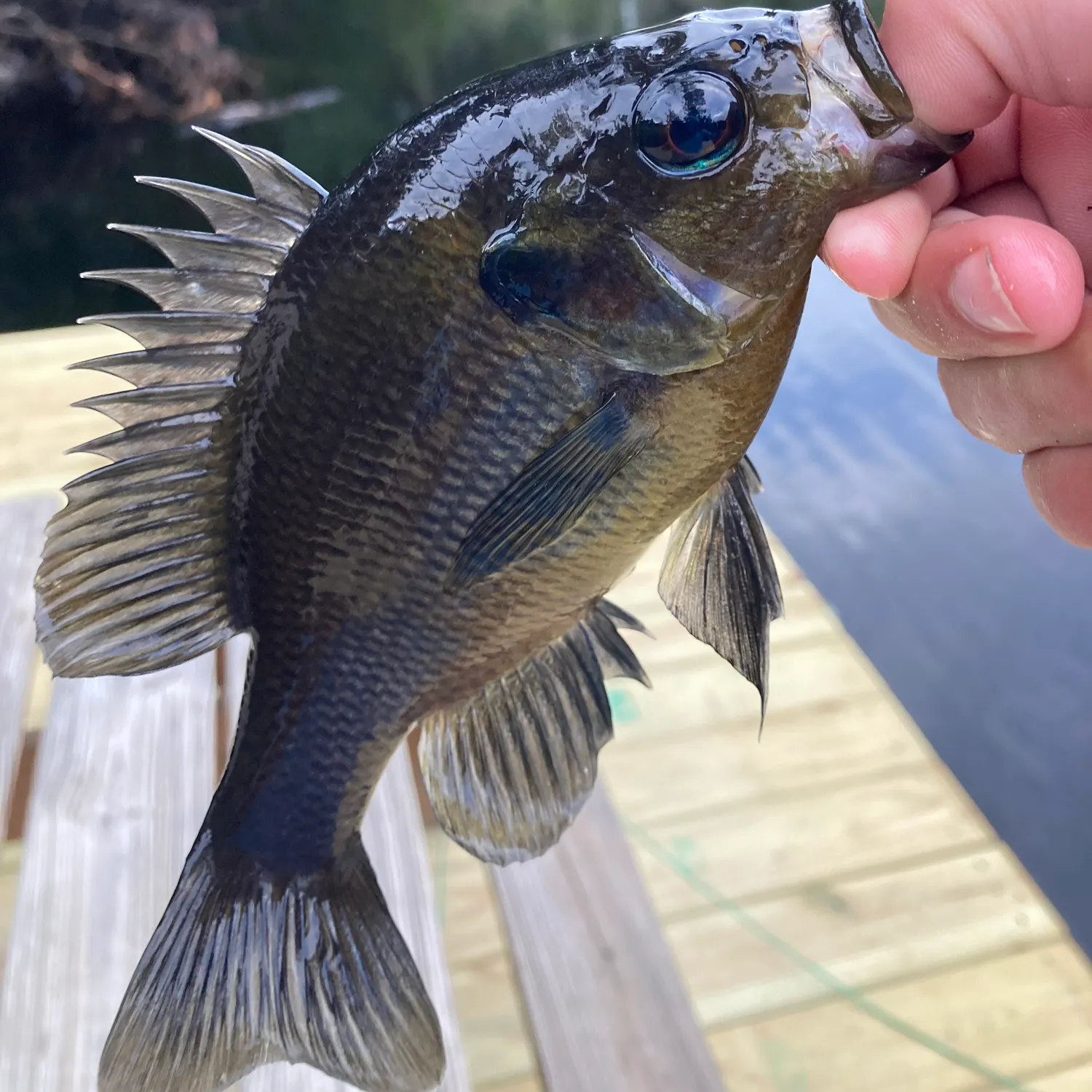The most recent Redbreast sunfish catches on Fishbrain