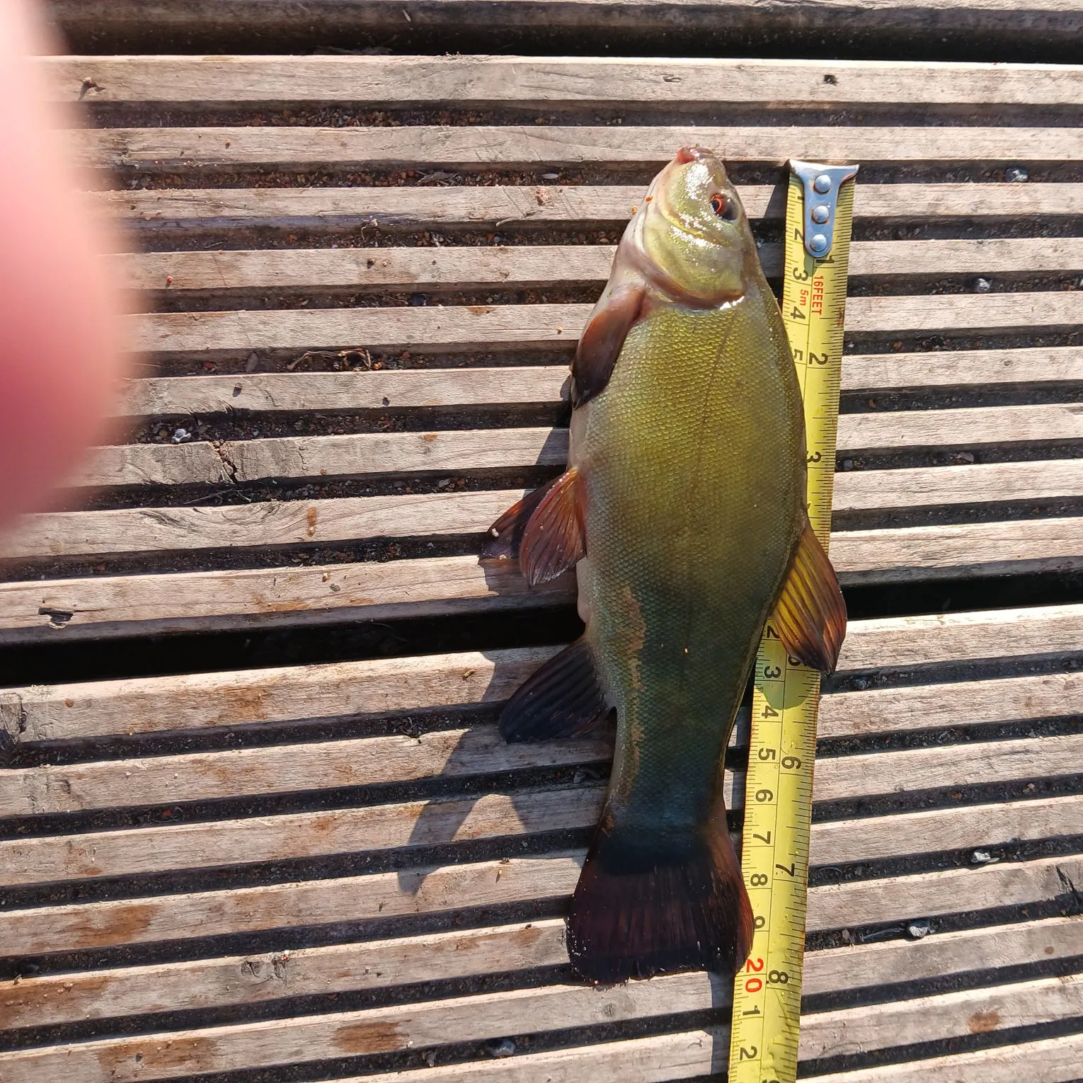 recently logged catches