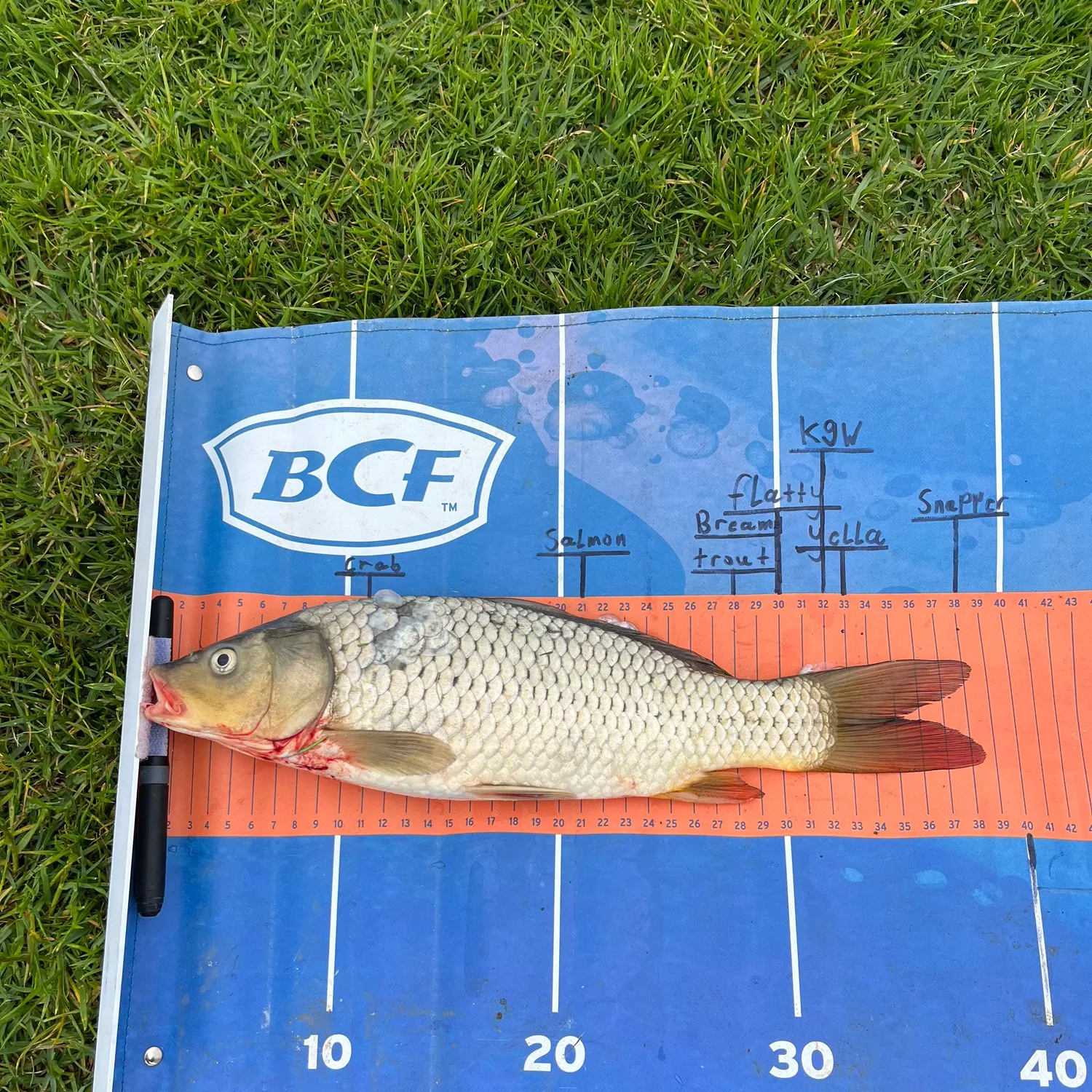 Common carp caught on Fishbrain