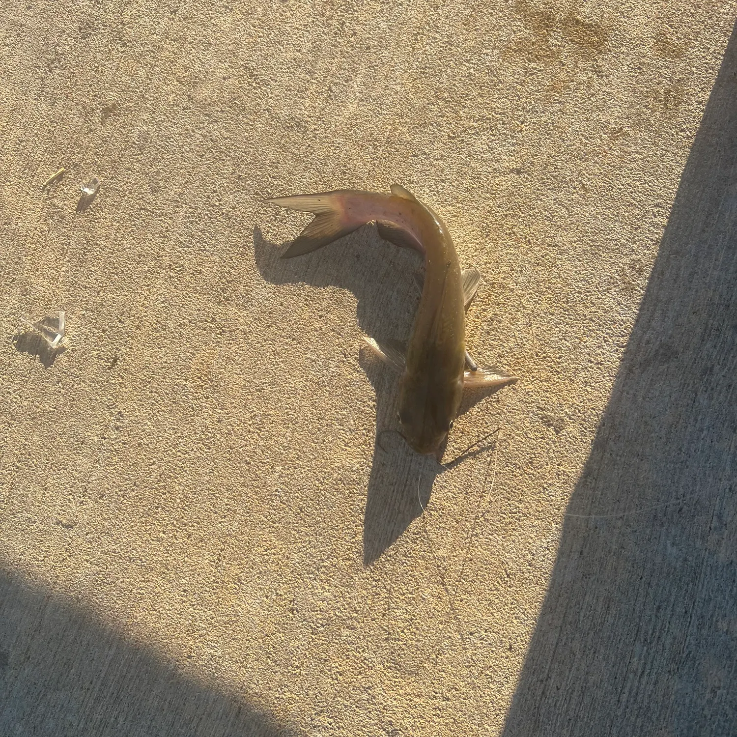 Channel catfish caught on Fishbrain