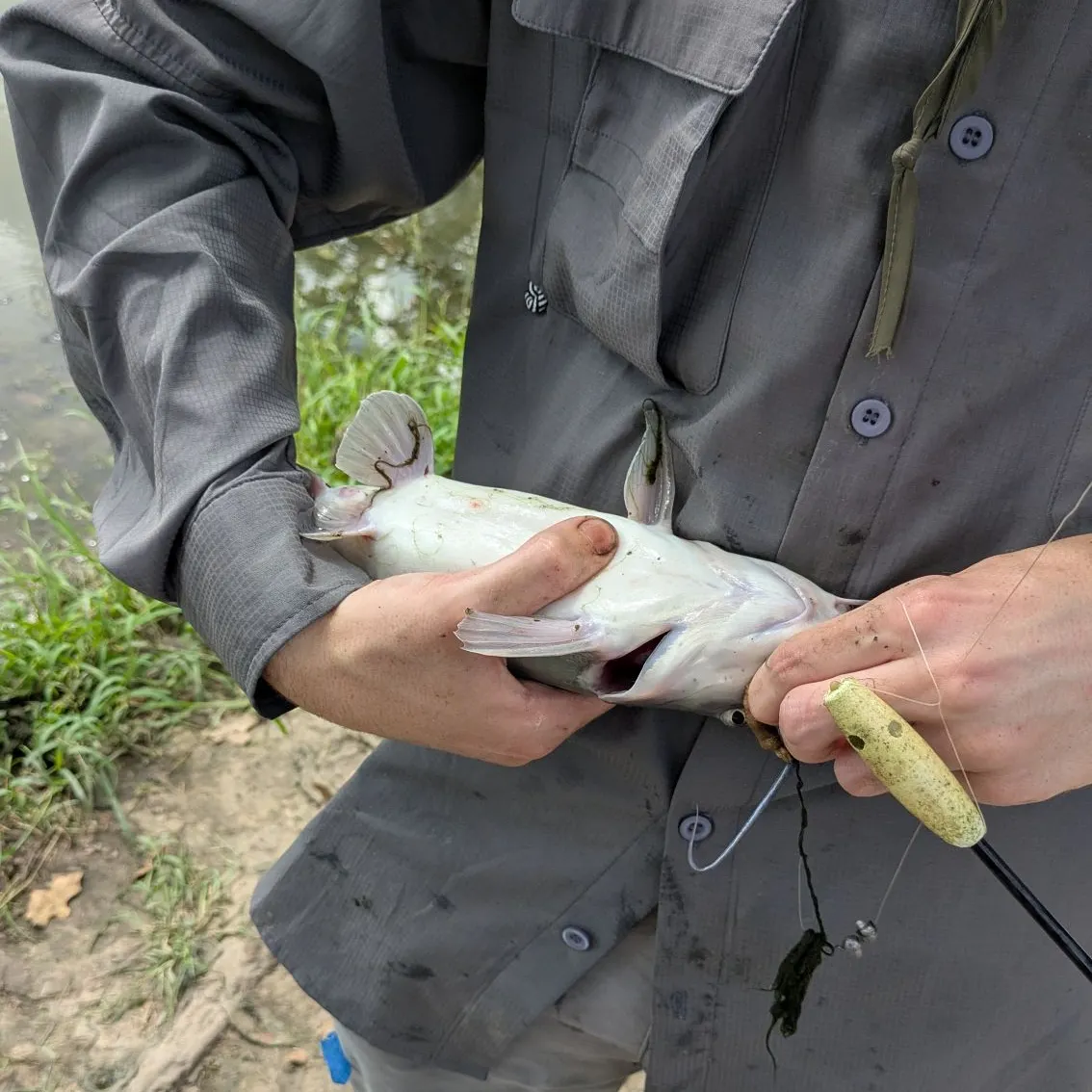Channel catfish caught on Fishbrain