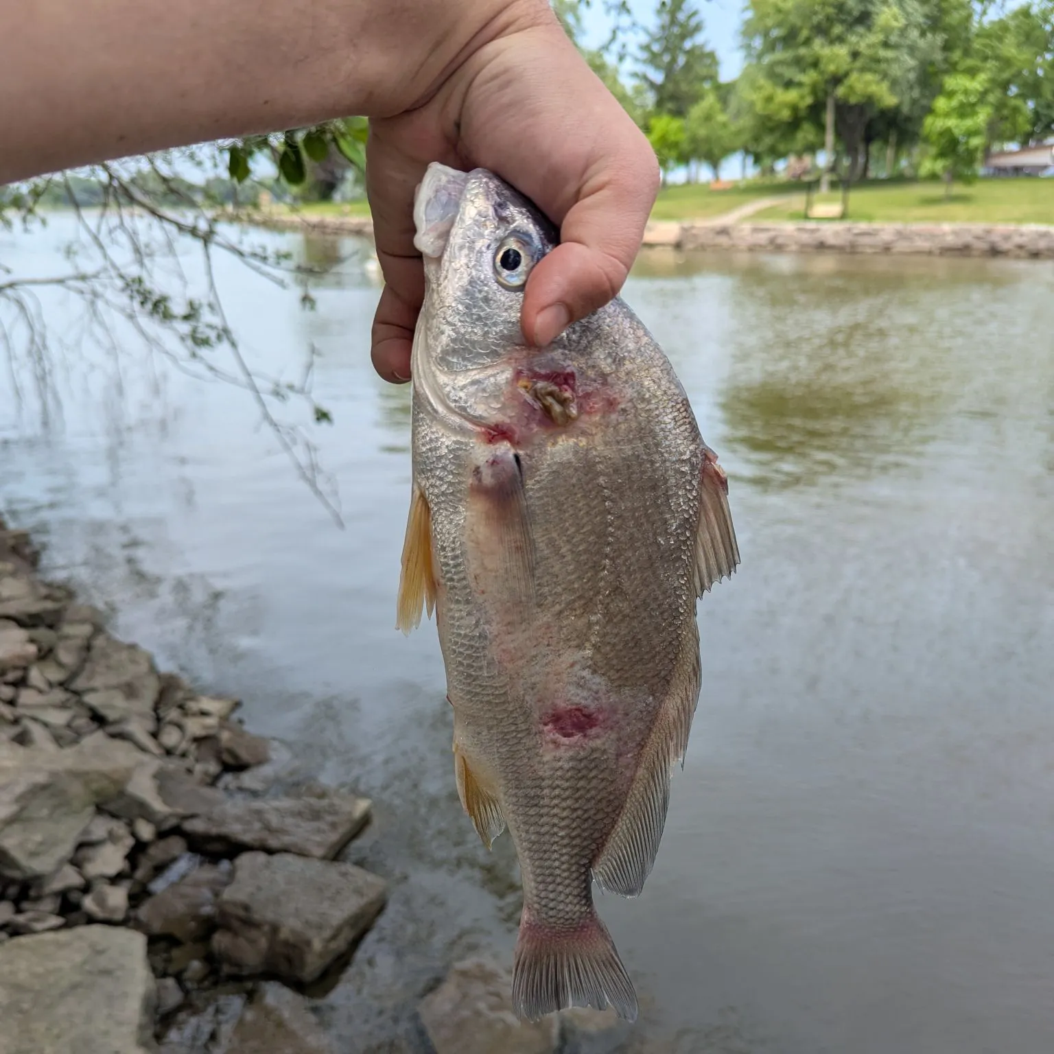catch