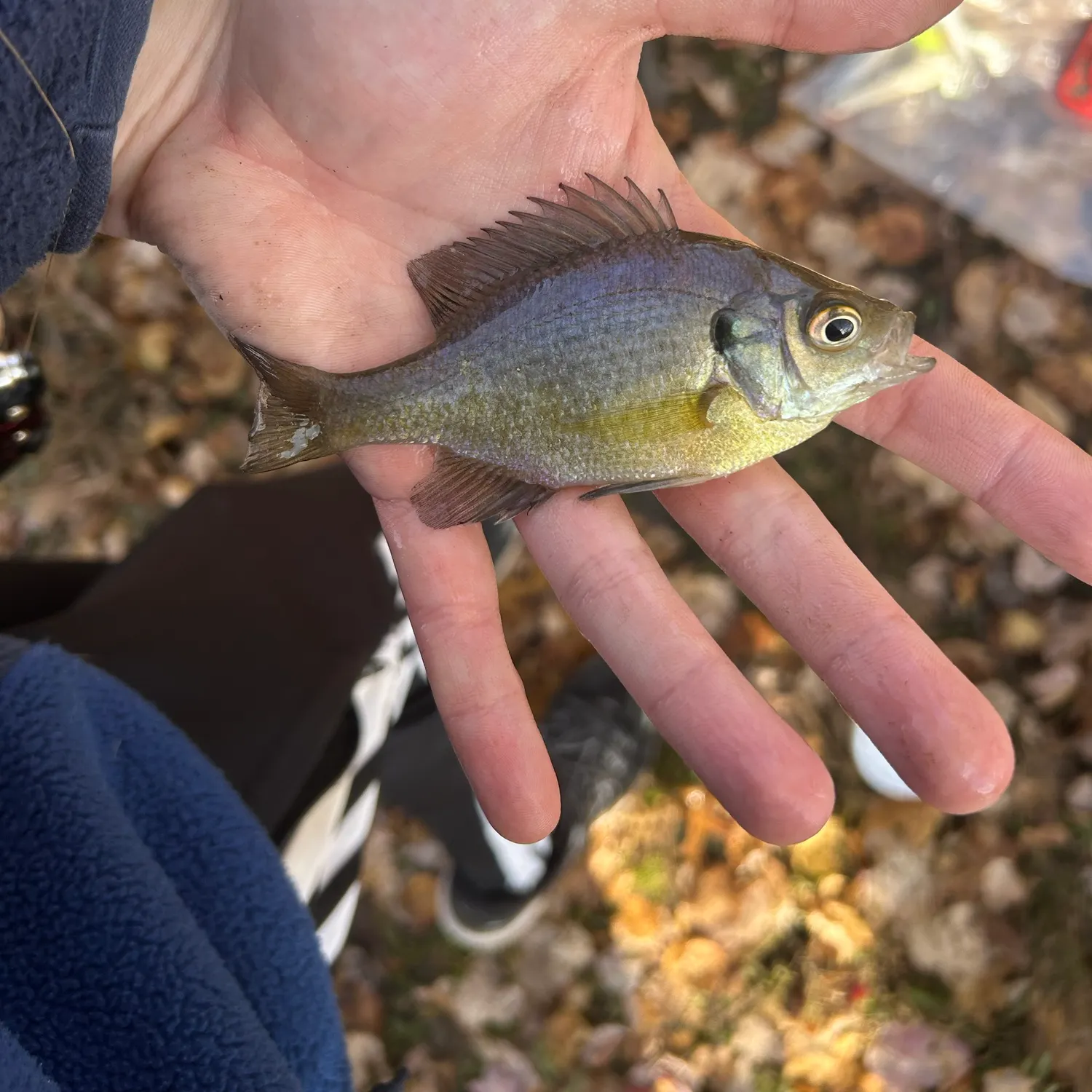 Bluegill caught on Fishbrain