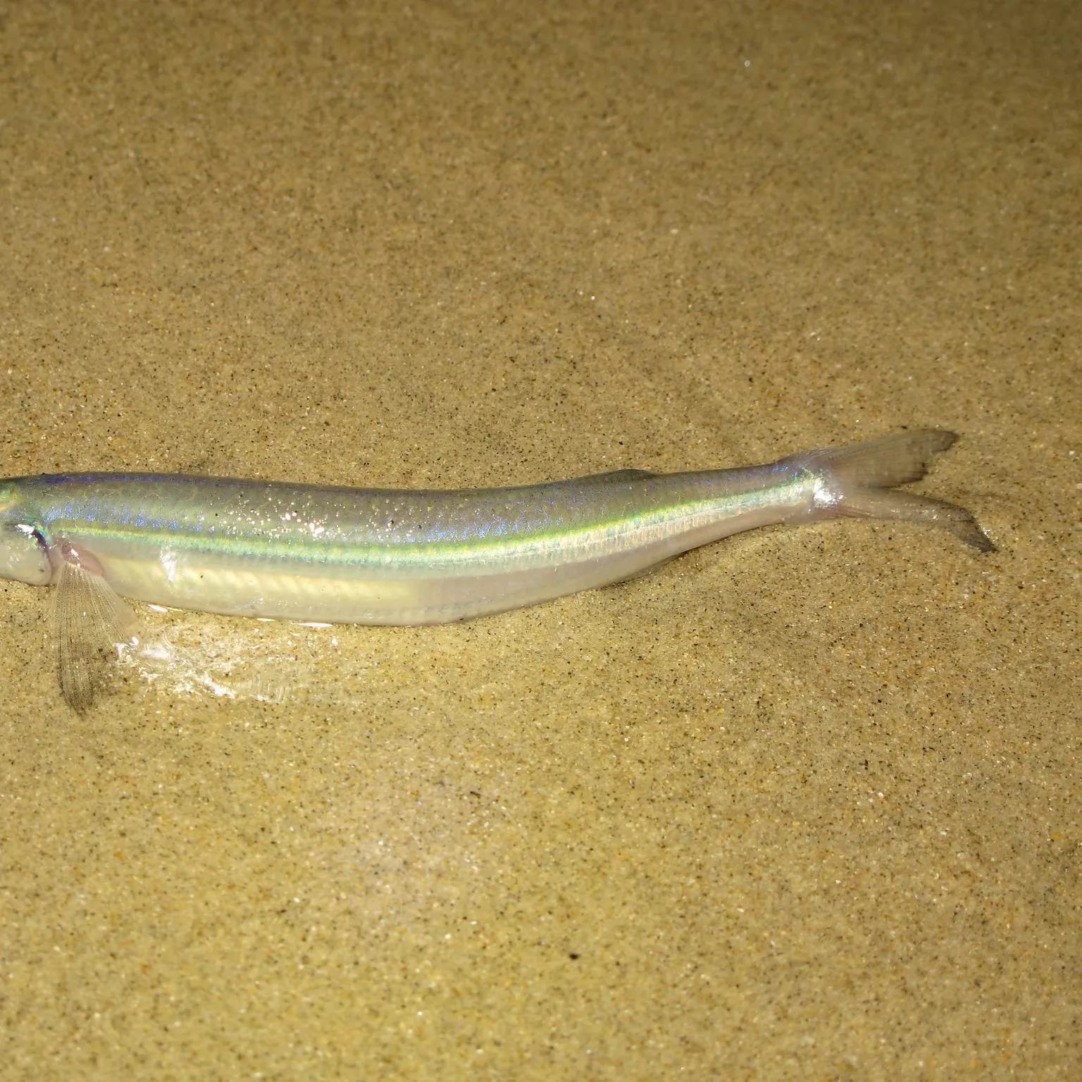The most recent California grunion catches on Fishbrain