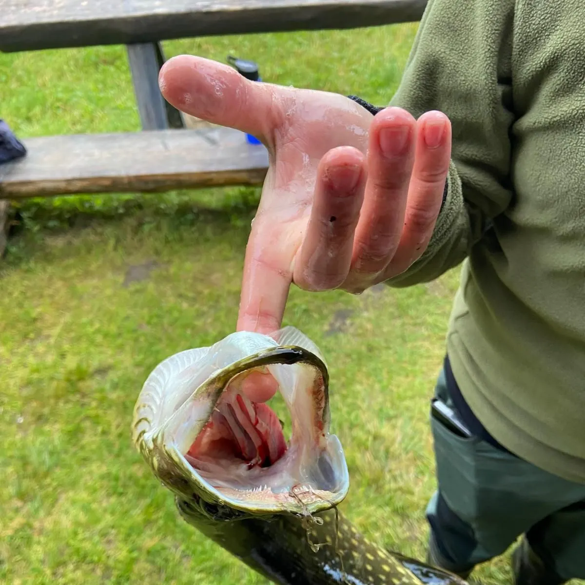 Northern pike caught on Fishbrain