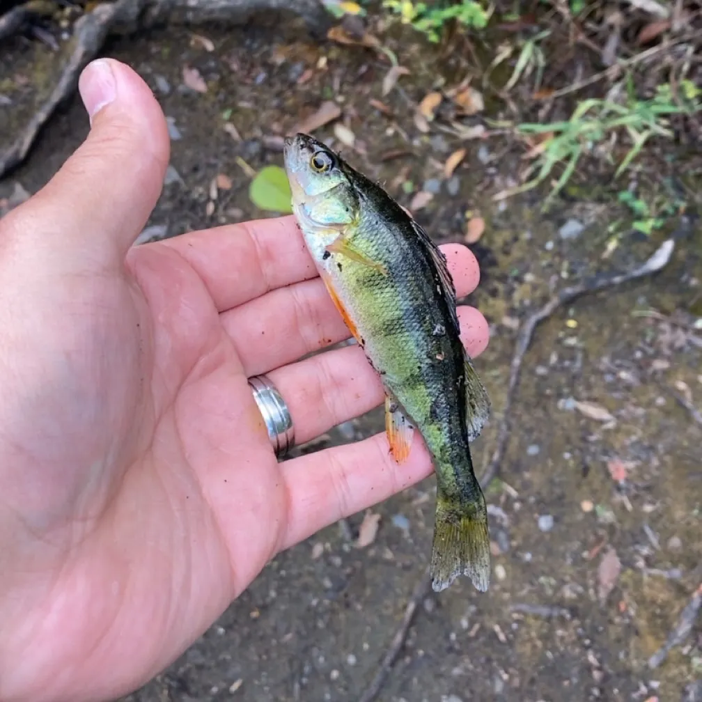 Yellow perch caught on Fishbrain