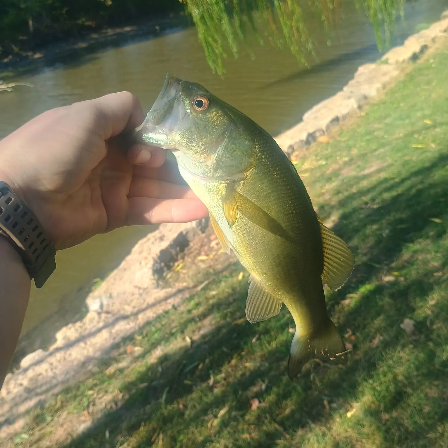 Largemouth bass caught on Fishbrain