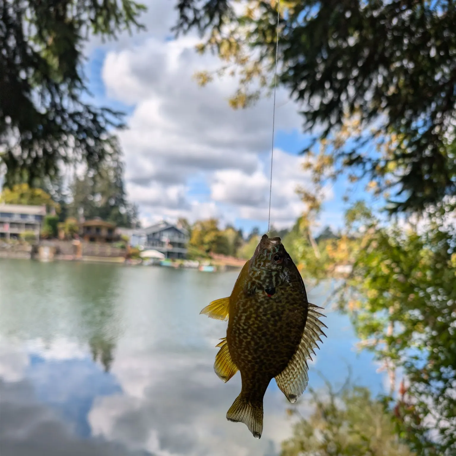 Pumpkinseed caught on Fishbrain