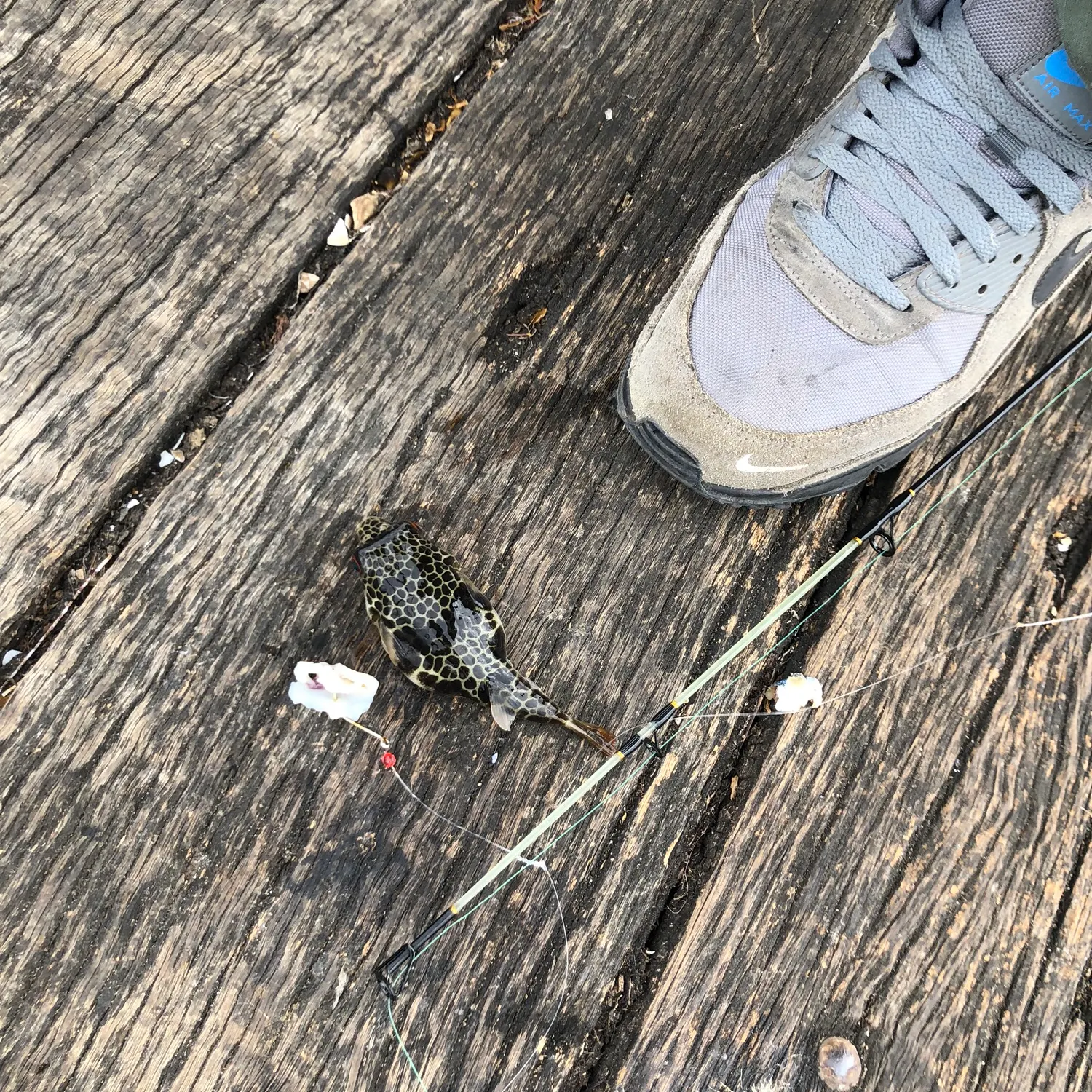 The most recent Smooth toadfish catches on Fishbrain