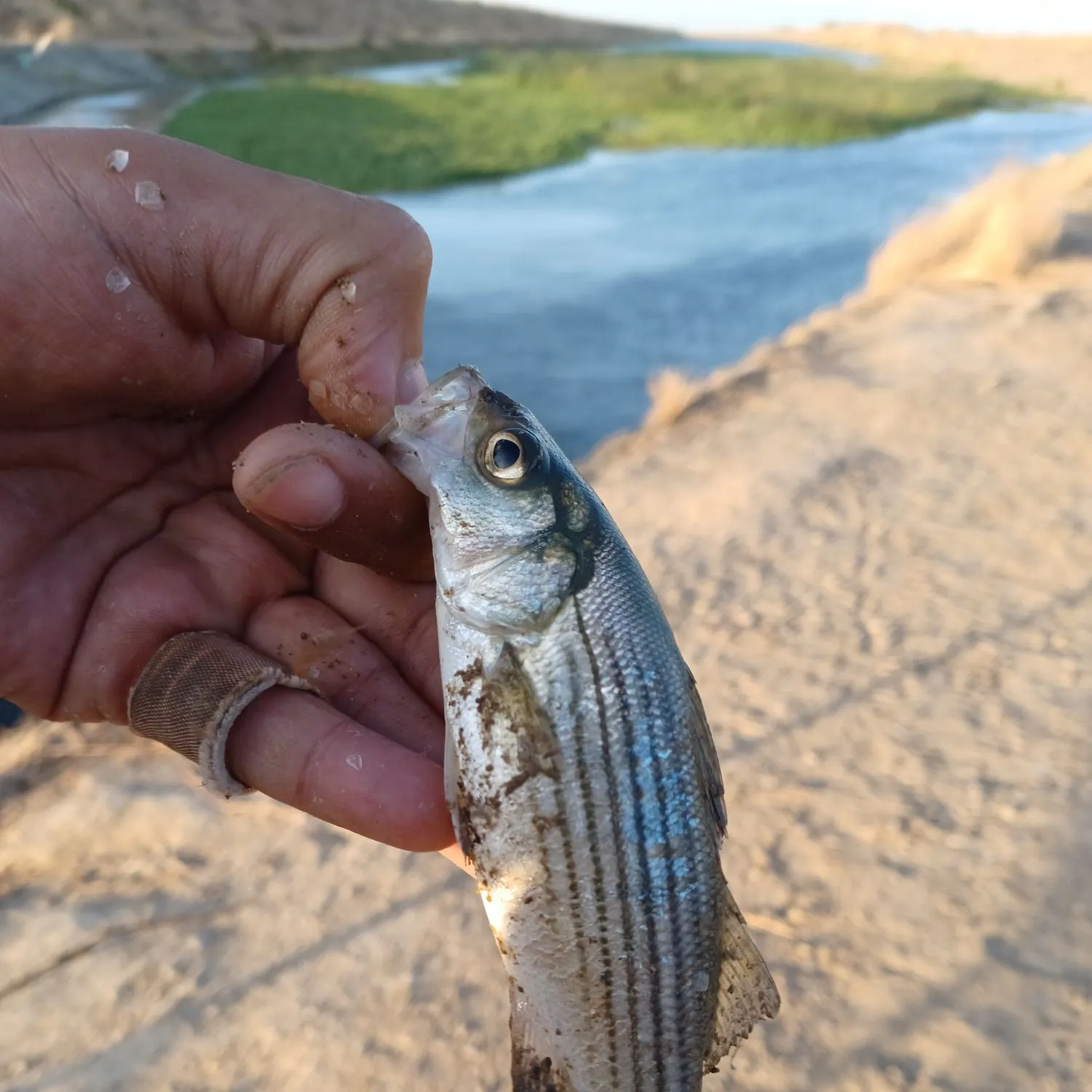 Striped bass caught on Fishbrain