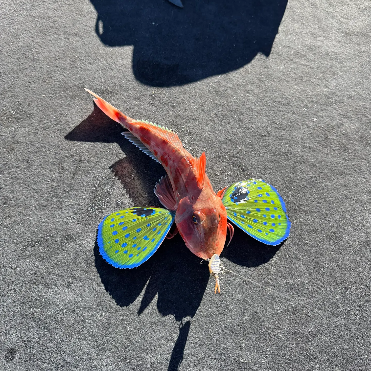 The most recent Tub gurnard catches on Fishbrain