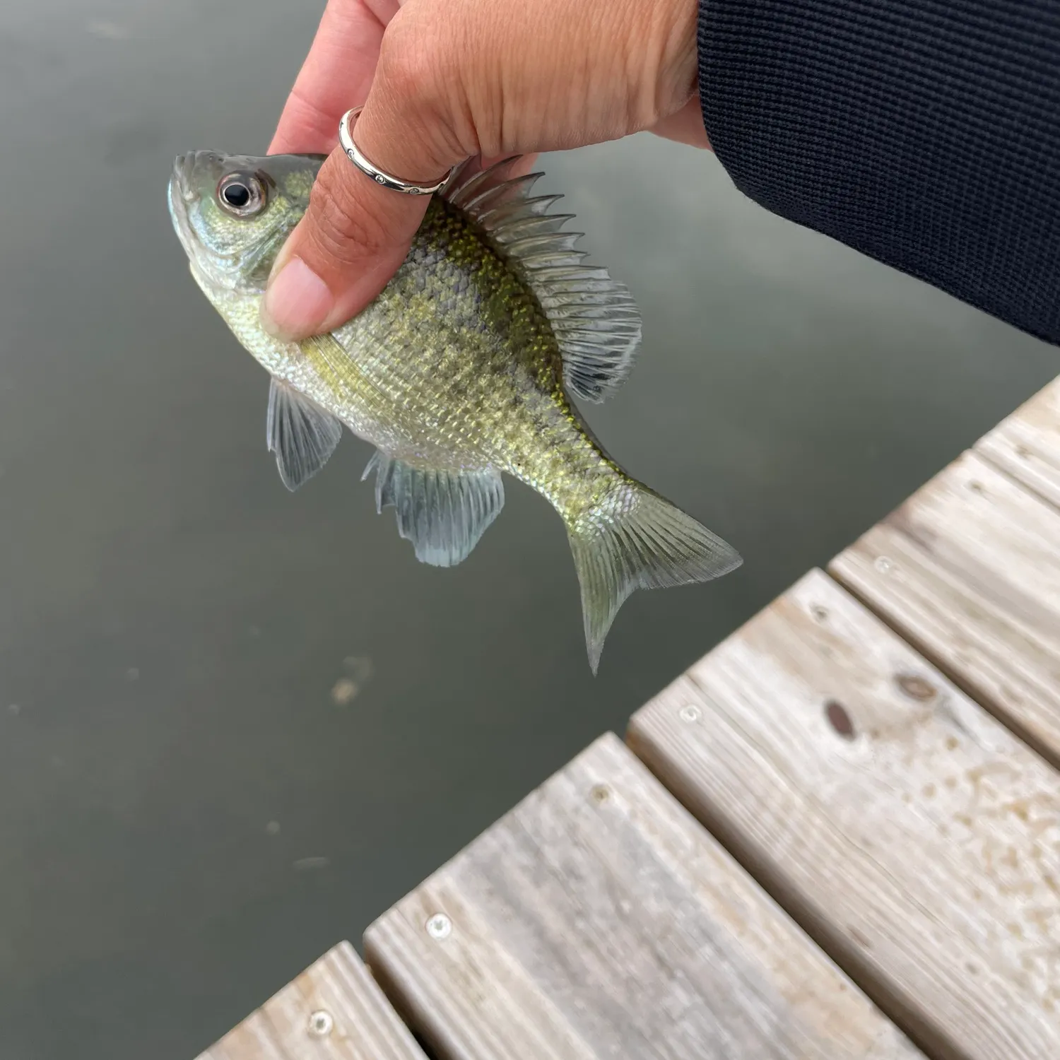 Bluegill caught on Fishbrain