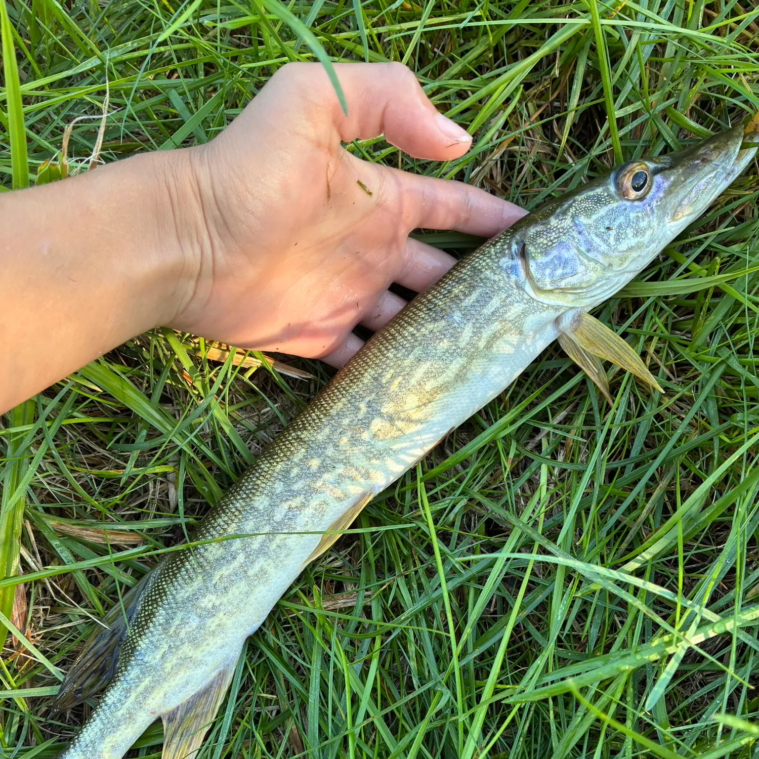 Northern pike caught on Fishbrain