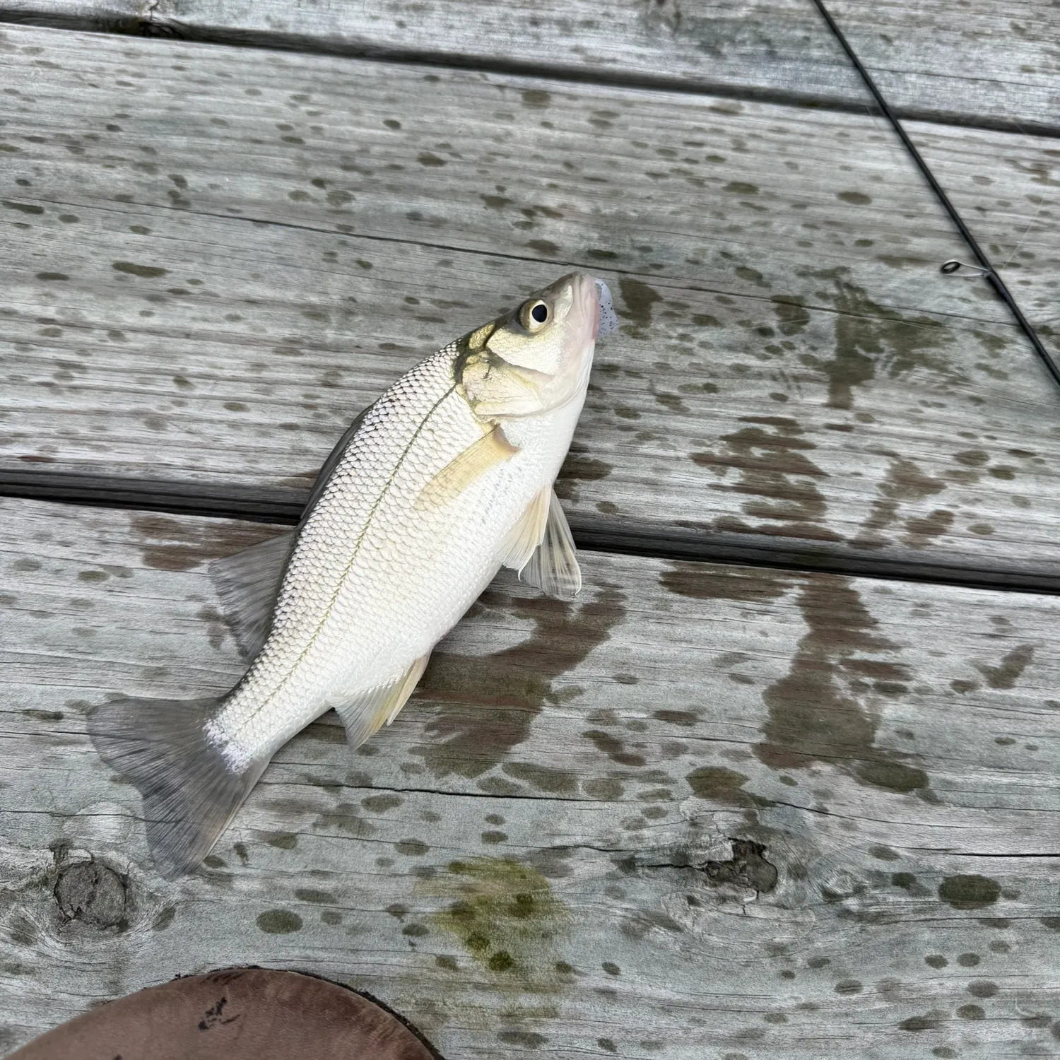 White perch caught on Fishbrain