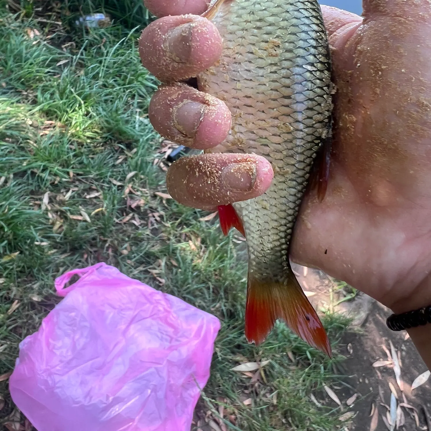 Common rudd caught on Fishbrain