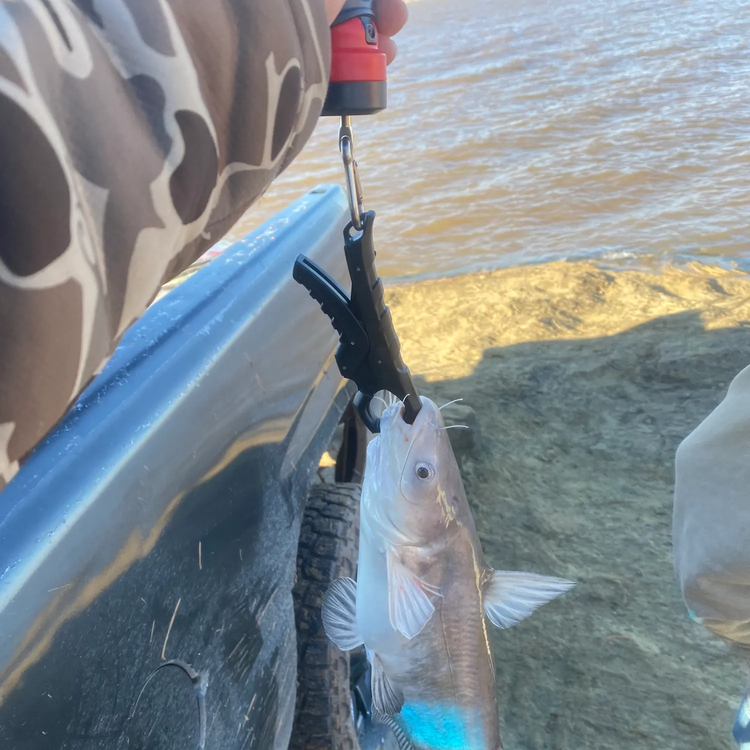 The most recent Blue catfish catches on Fishbrain
