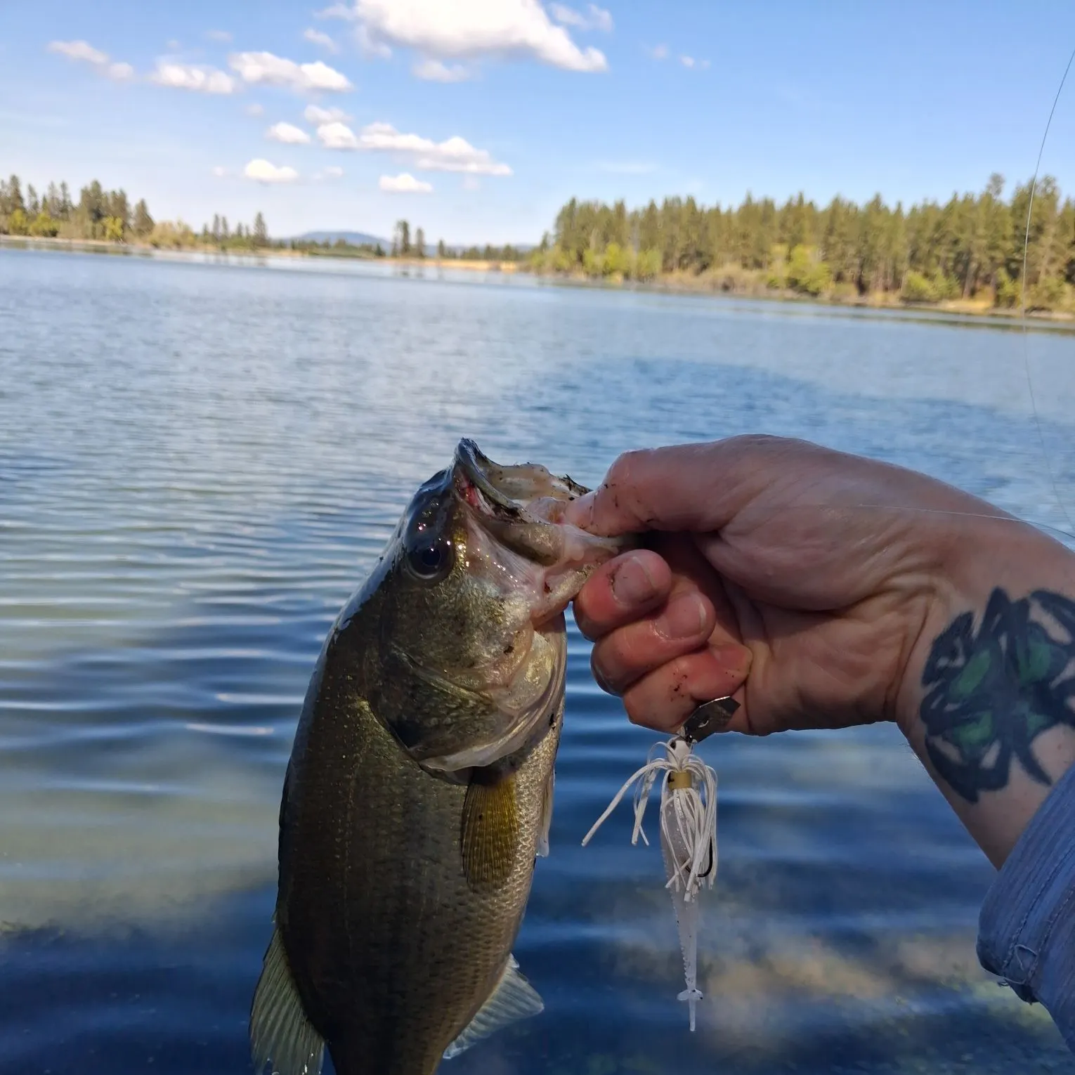 Largemouth bass caught on Fishbrain