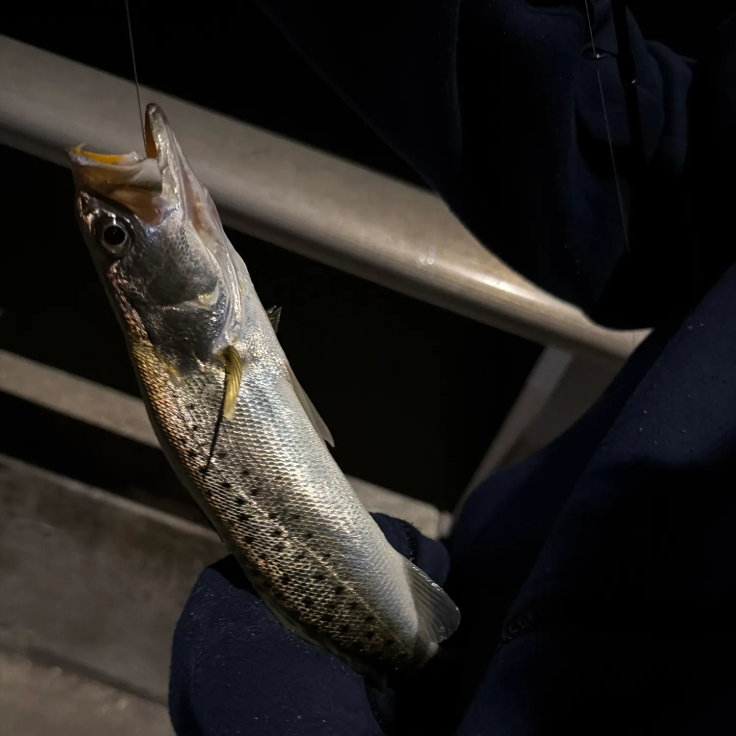 Spotted seatrout caught on Fishbrain