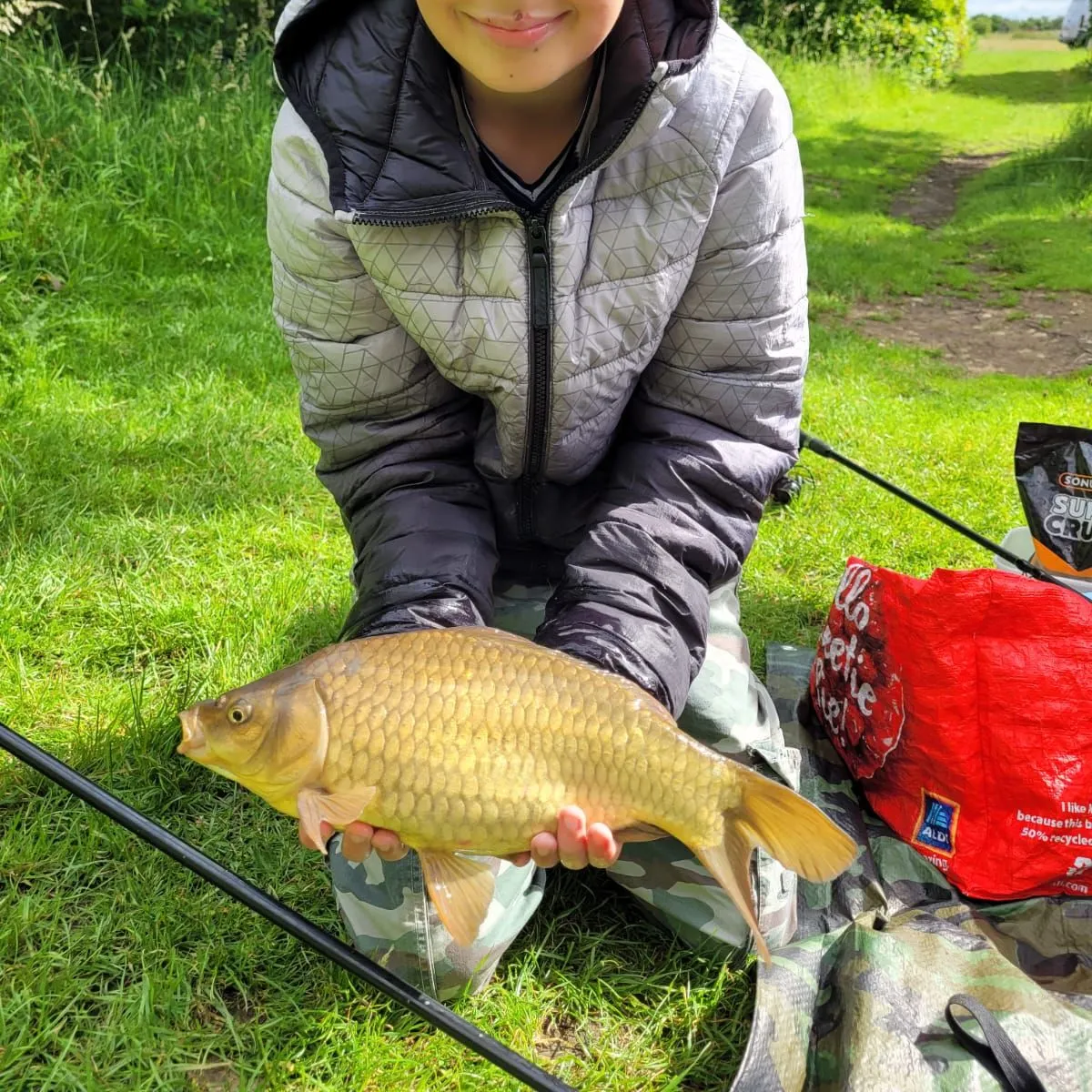 Common carp caught on Fishbrain