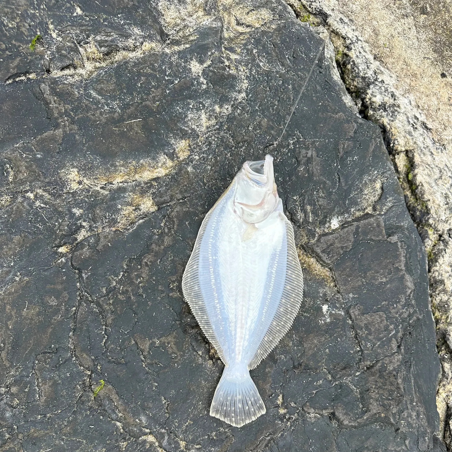 The most recent Southern flounder catches on Fishbrain