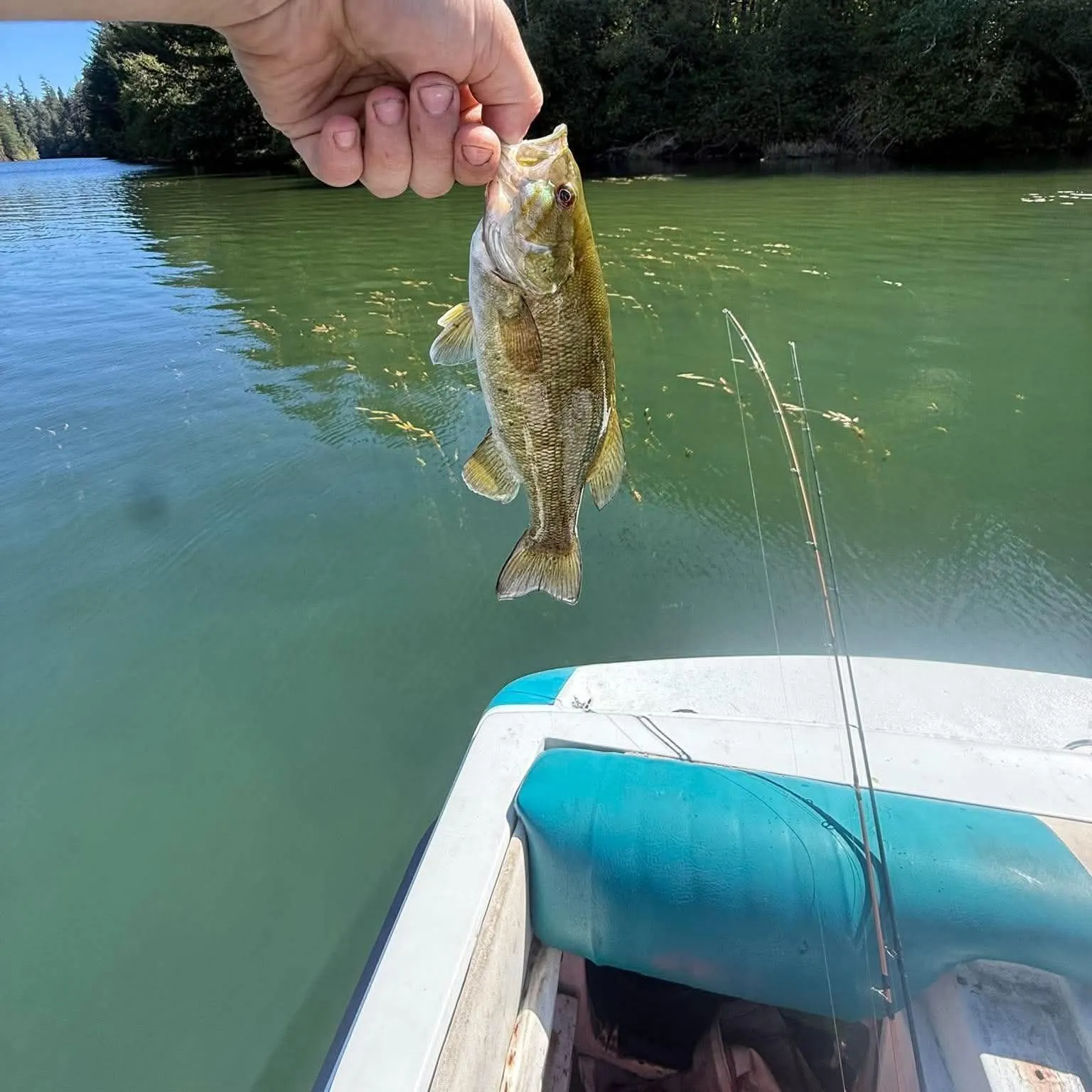 Smallmouth bass caught on Fishbrain