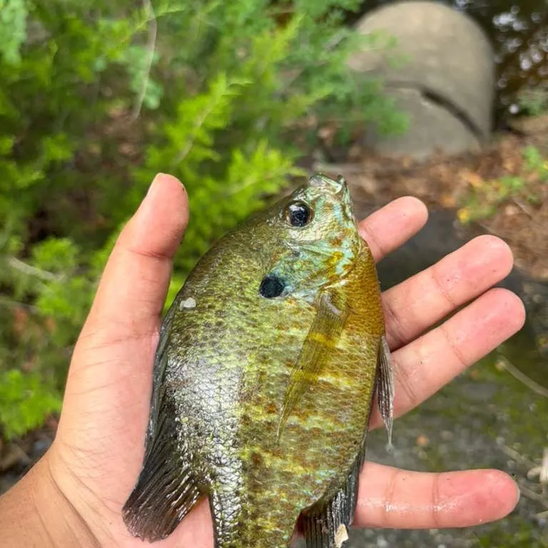 Pumpkingill hybrid caught on Fishbrain