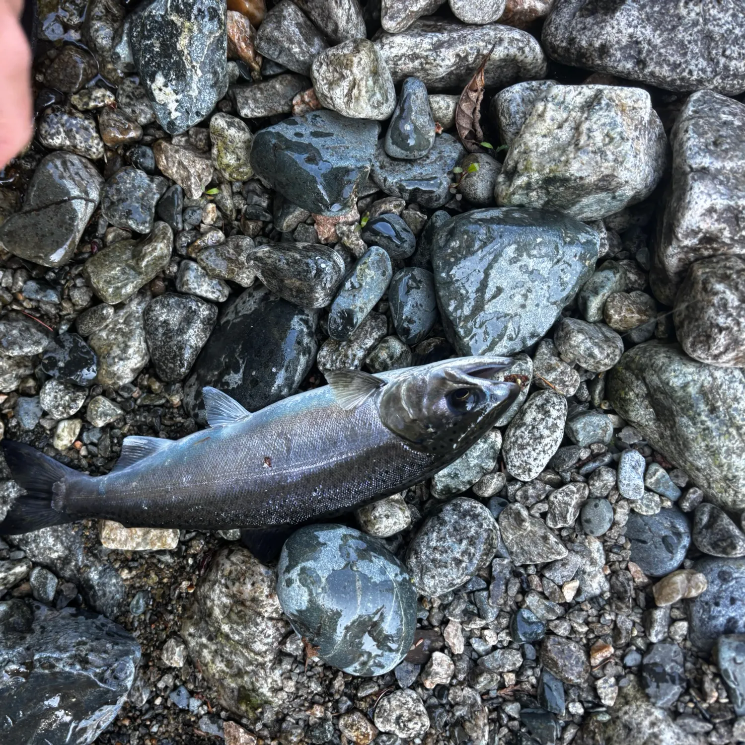 Coho salmon caught on Fishbrain