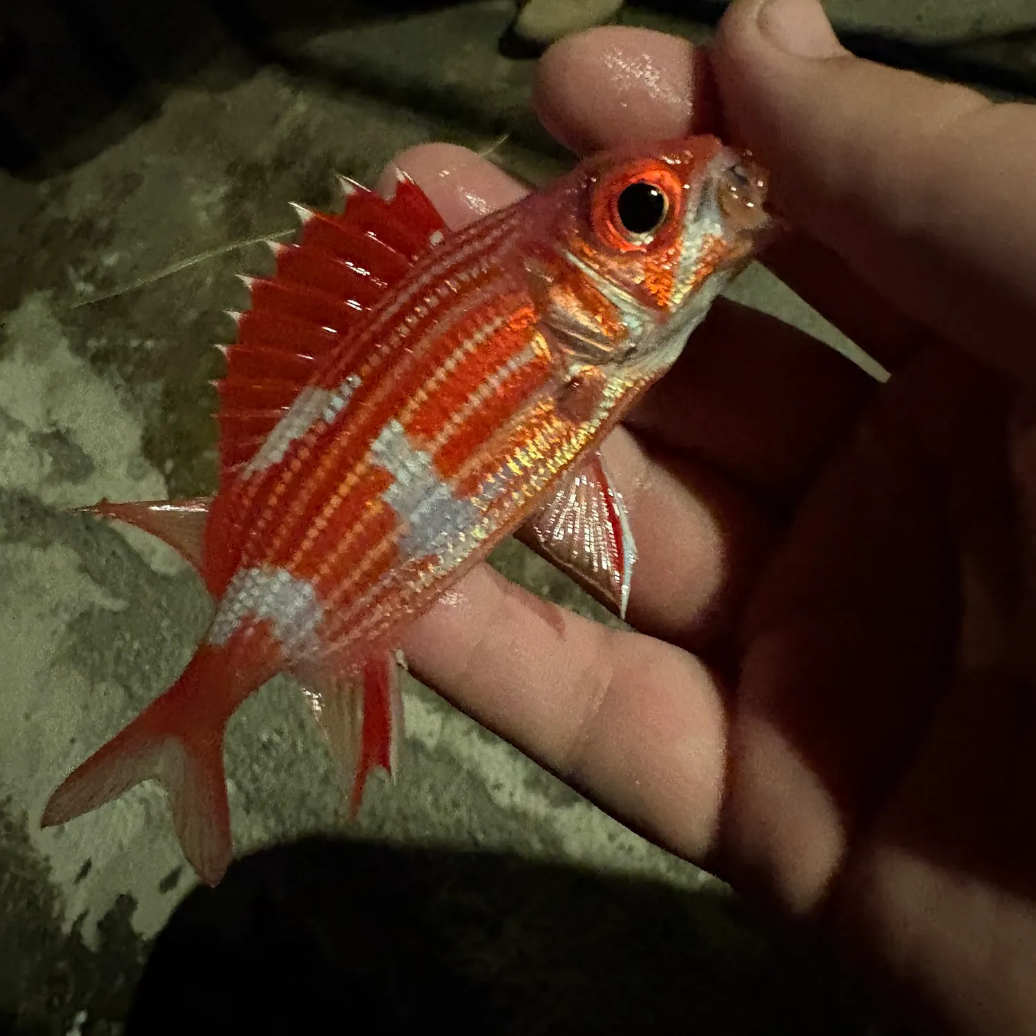 The most recent Hawaiian squirrelfish catches on Fishbrain